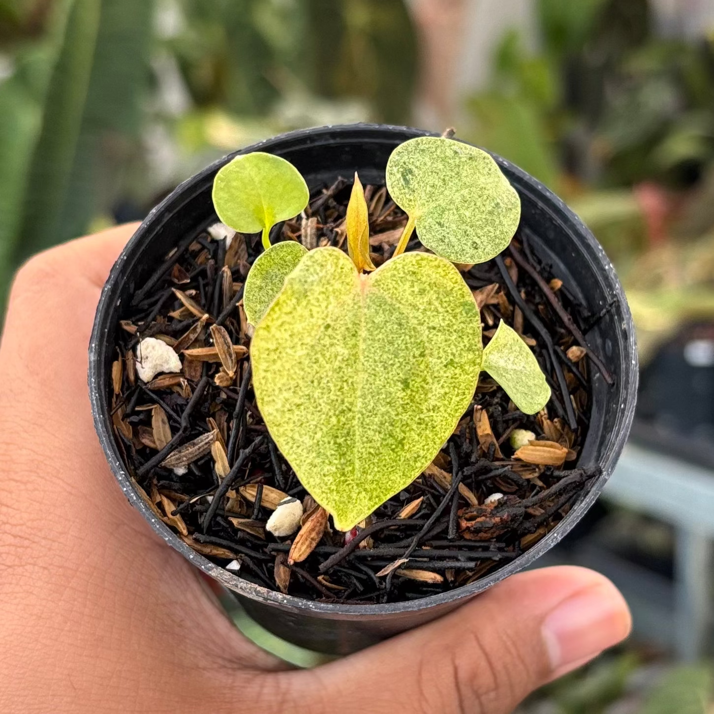 Anthurium (Dark & Handsome x Red Velvet Cake) x RVDP