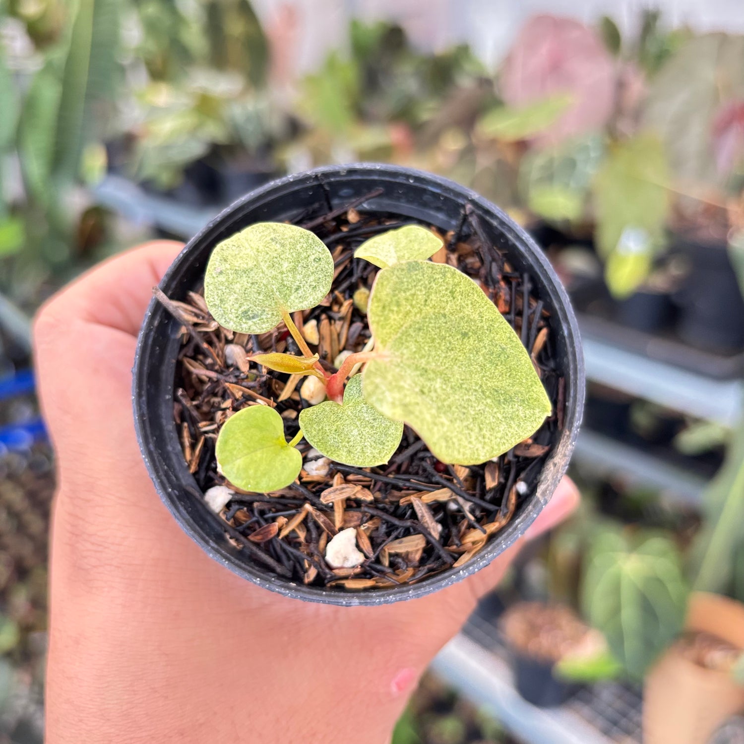 Anthurium (Dark & Handsome x Red Velvet Cake) x RVDP