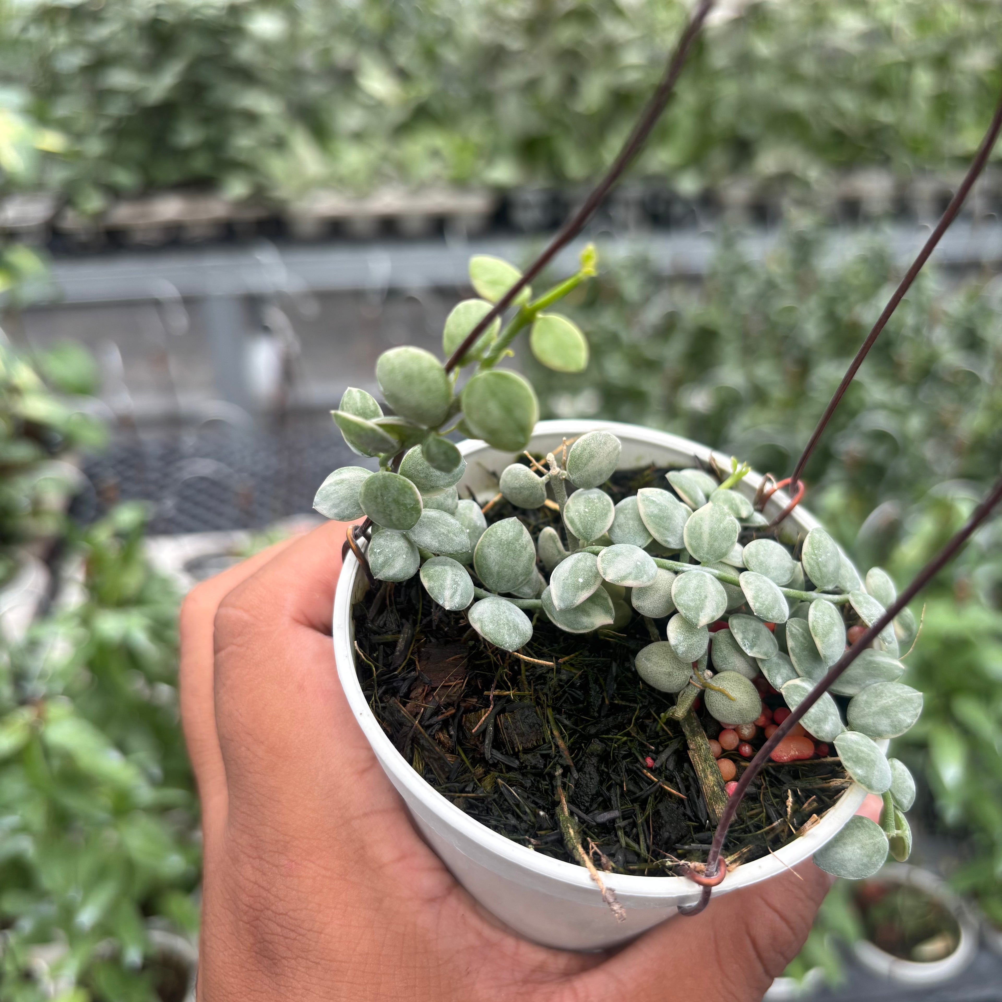 Hoya Disc. Nummularia "Variegated"