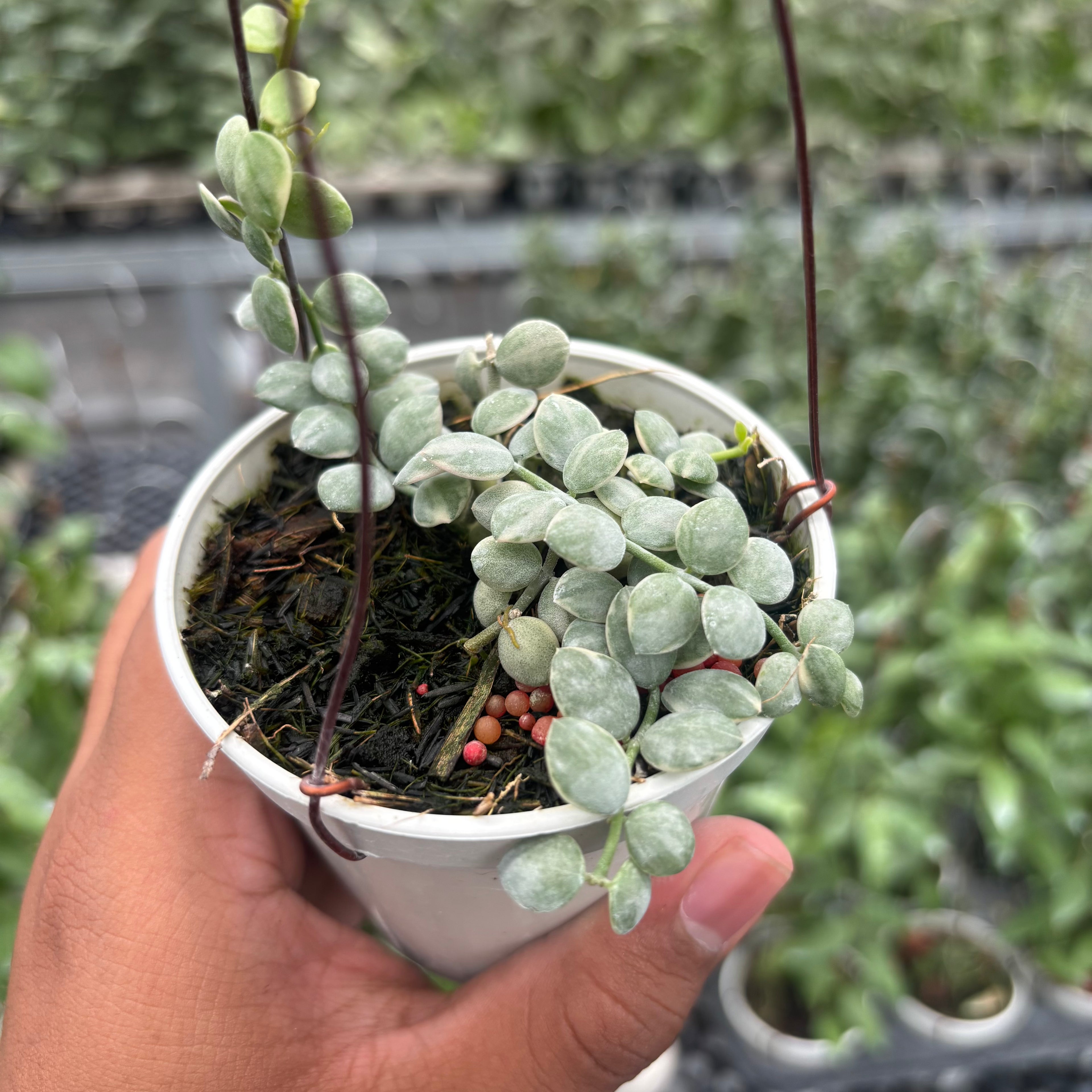 Hoya Disc. Nummularia "Variegated"