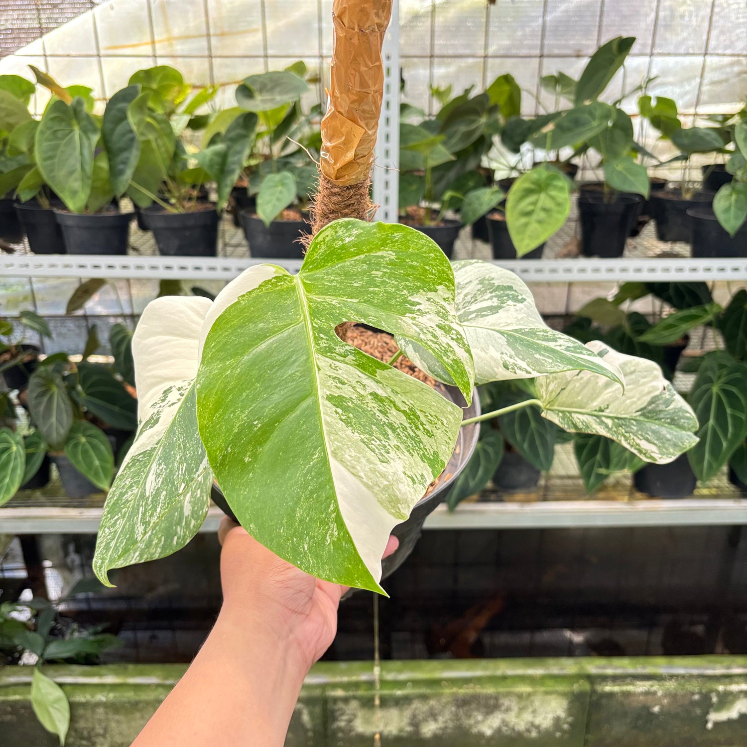 RP2-10 Monstera Albo White Tiger