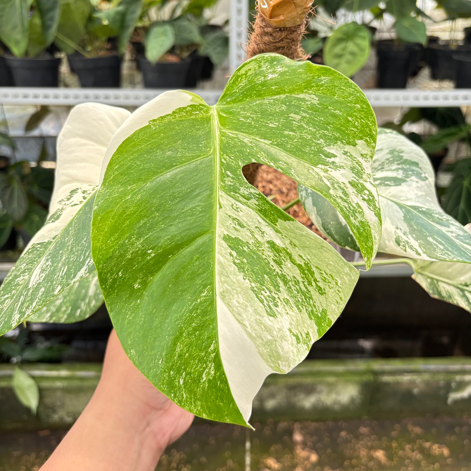 RP2-10 Monstera Albo White Tiger