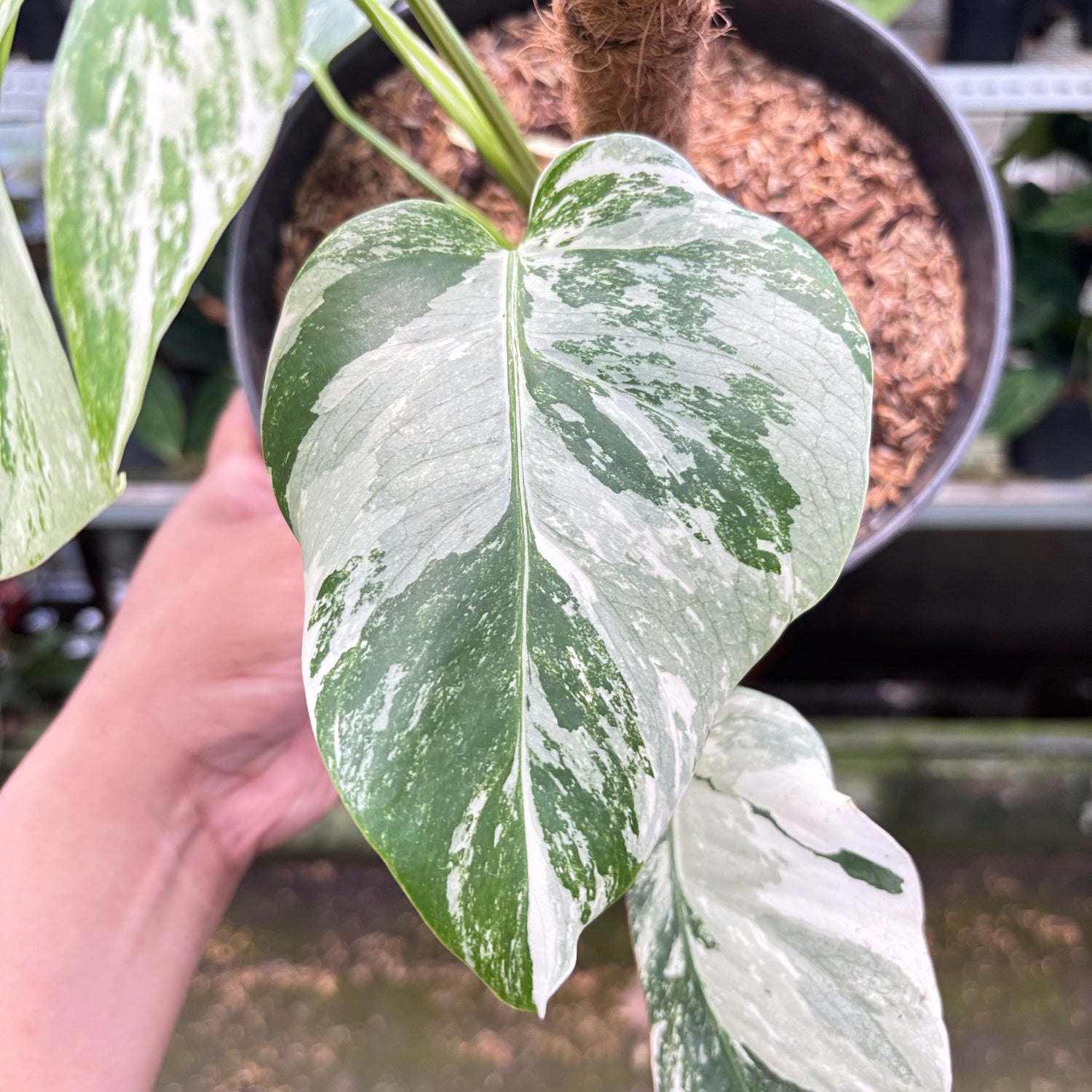 RP2-10 Monstera Albo White Tiger