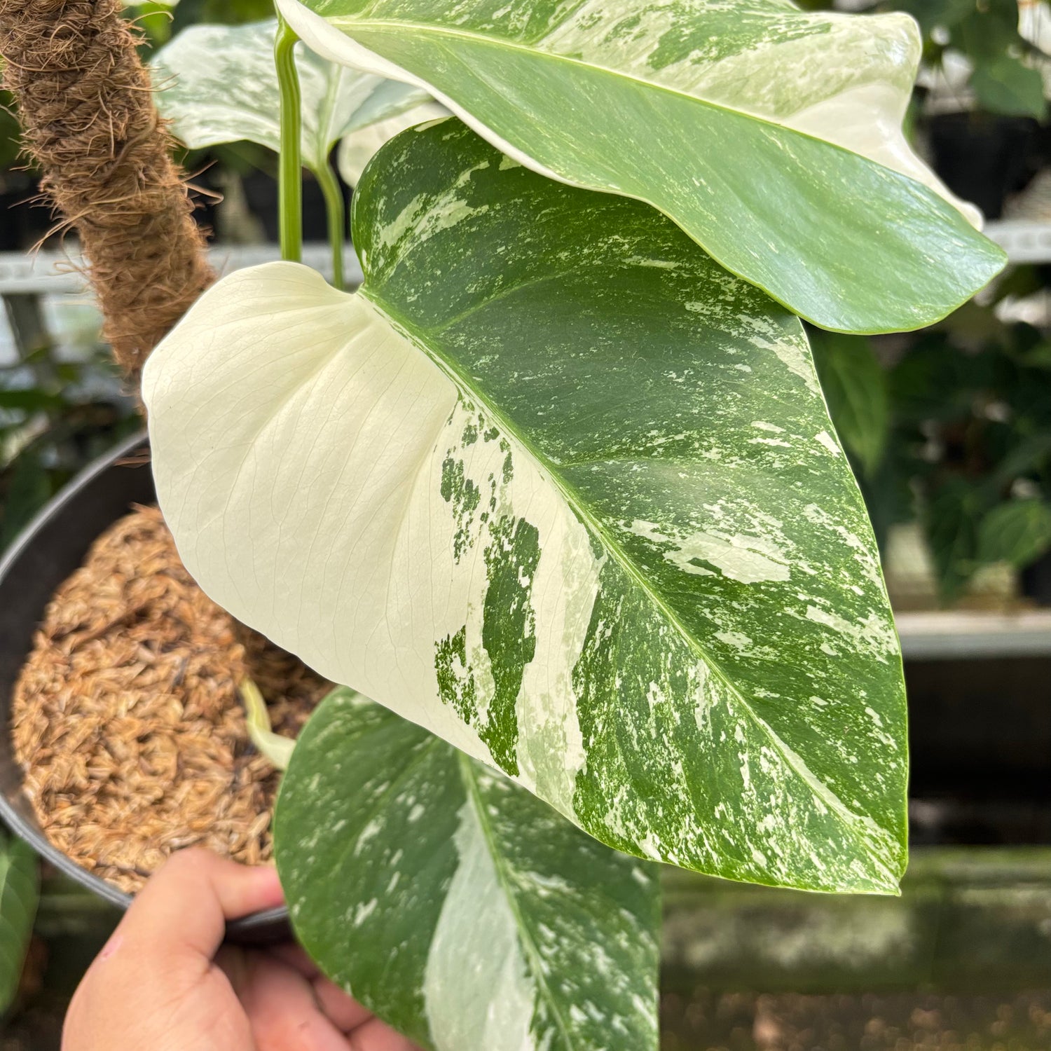 RP2-10 Monstera Albo White Tiger
