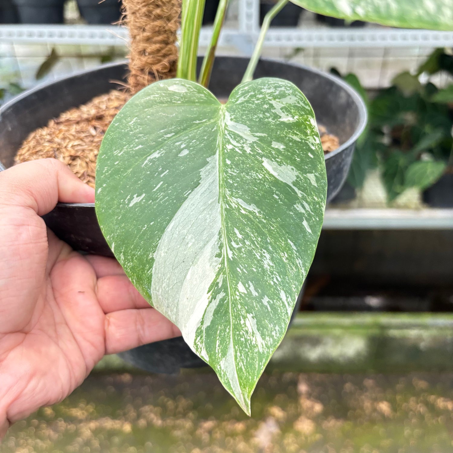 RP2-10 Monstera Albo White Tiger