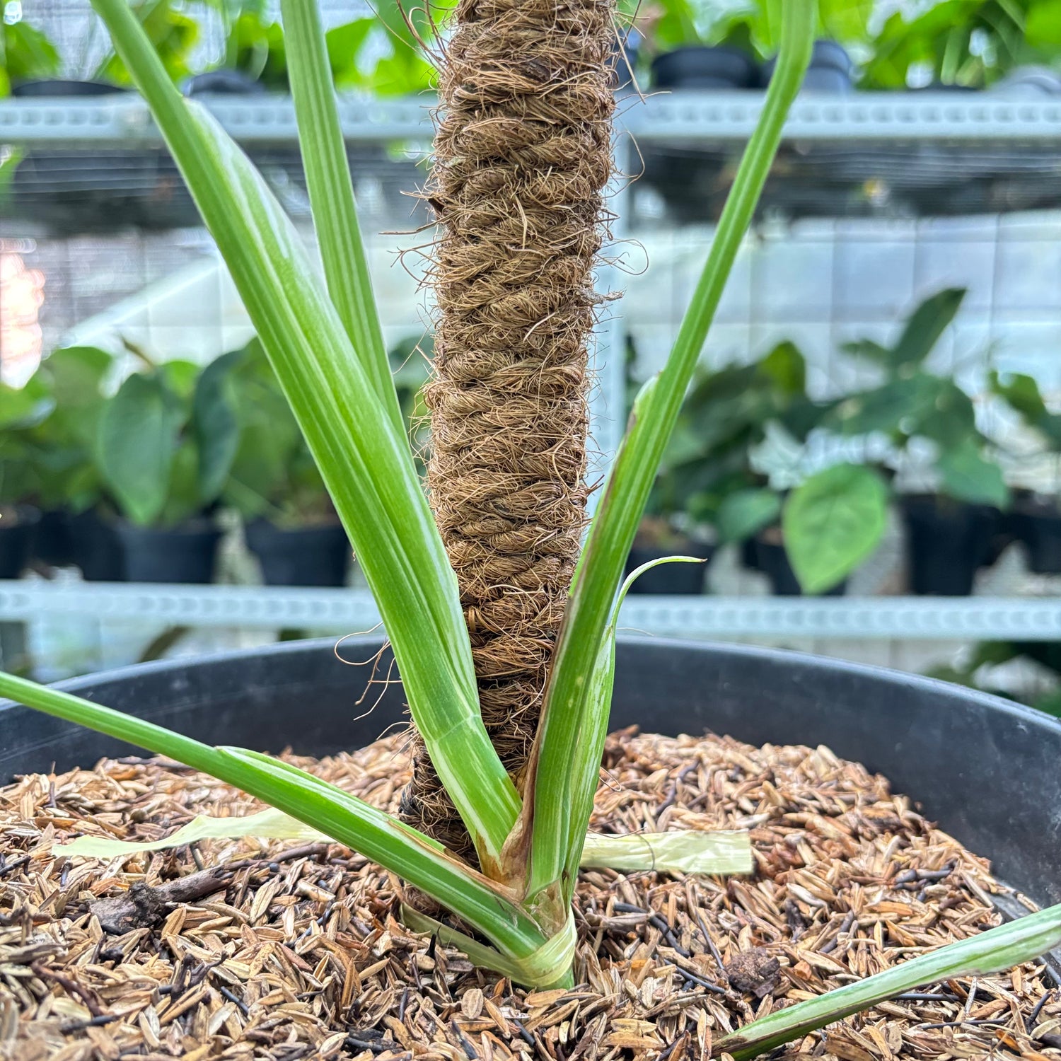 RP2-10 Monstera Albo White Tiger