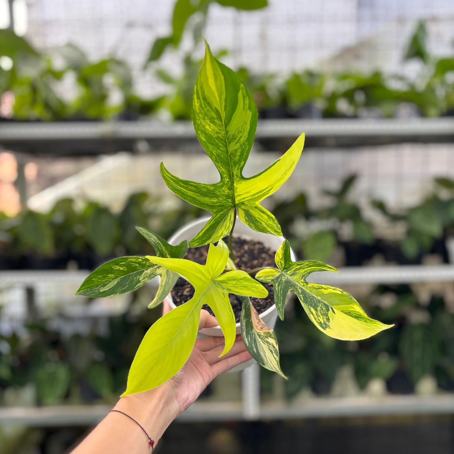 RP3-10 Philodendron Florida Beauty