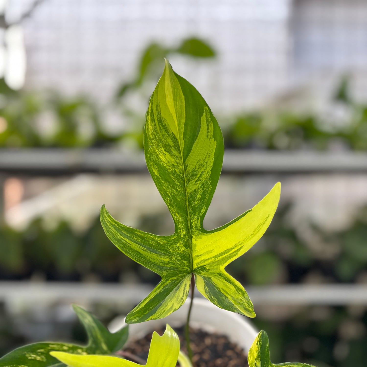 RP3-10 Philodendron Florida Beauty