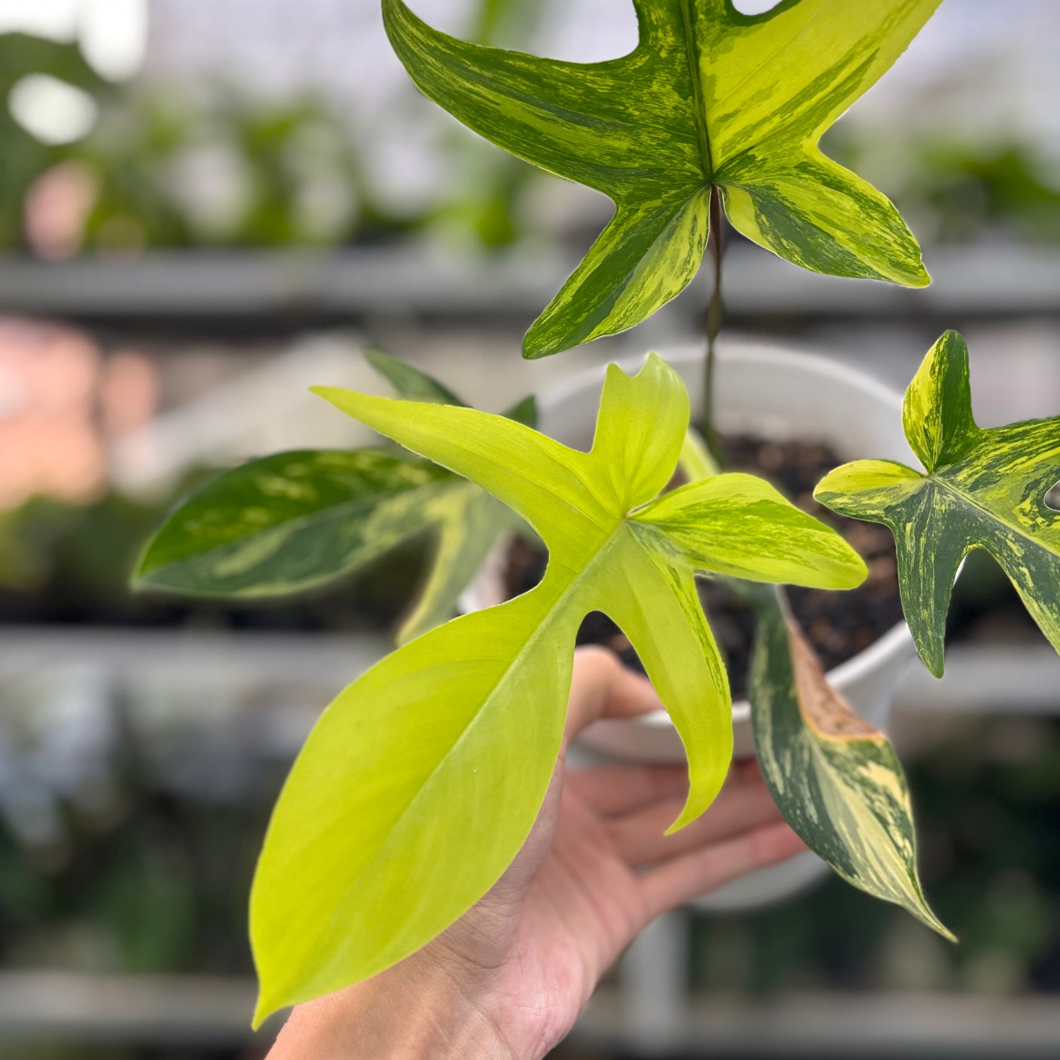 RP3-10 Philodendron Florida Beauty