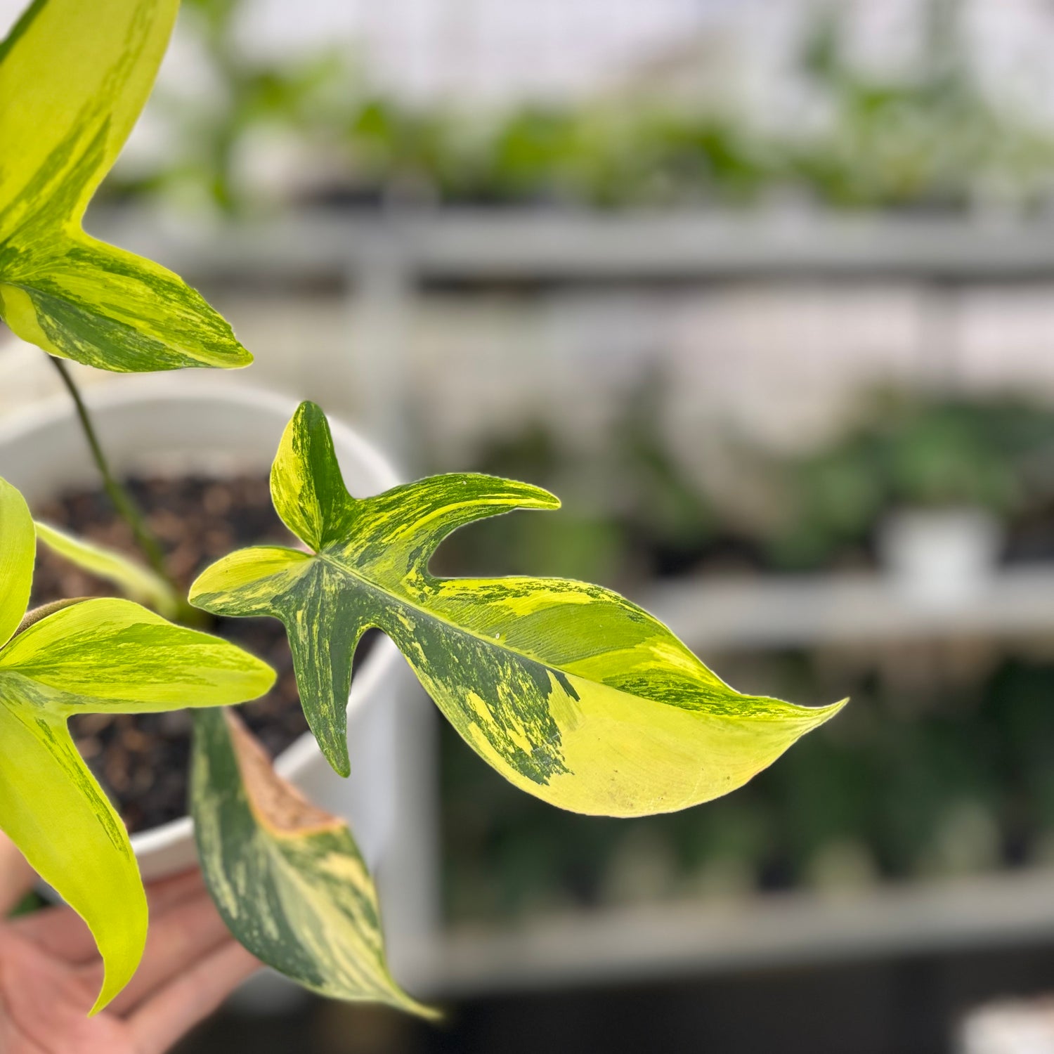 RP3-10 Philodendron Florida Beauty