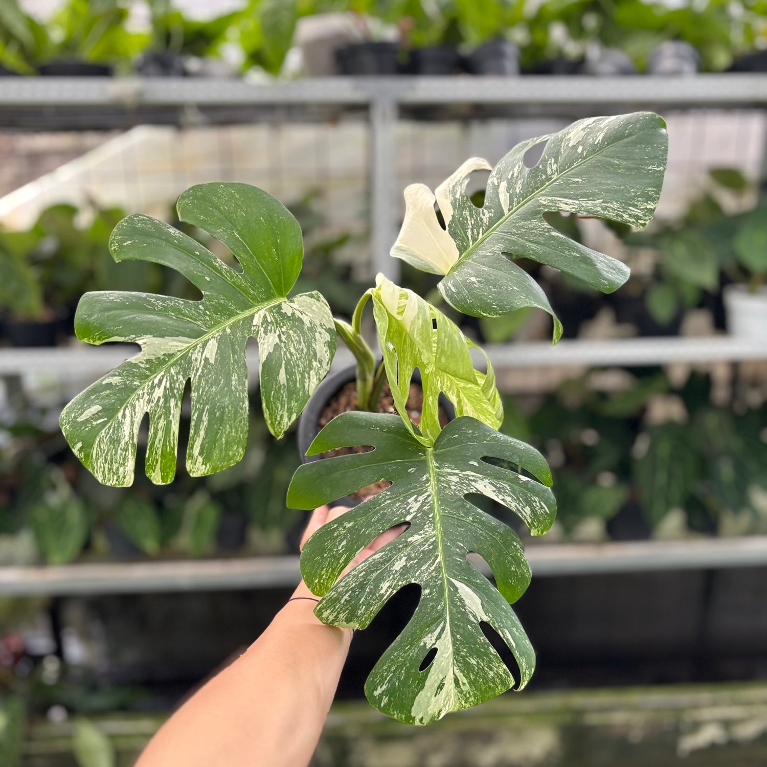 RP4-10 Monstera Albo Variegated