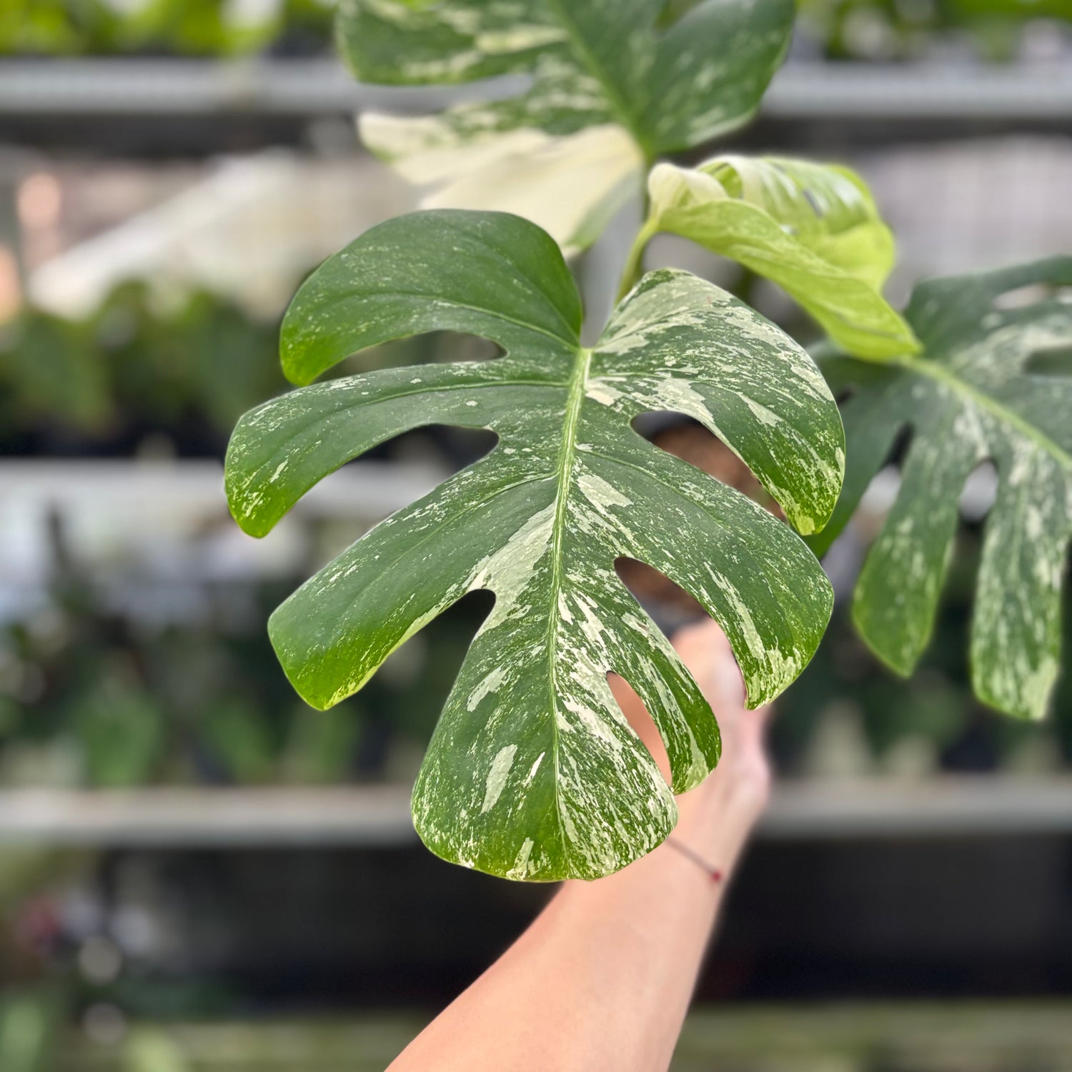 RP4-10 Monstera Albo Variegated