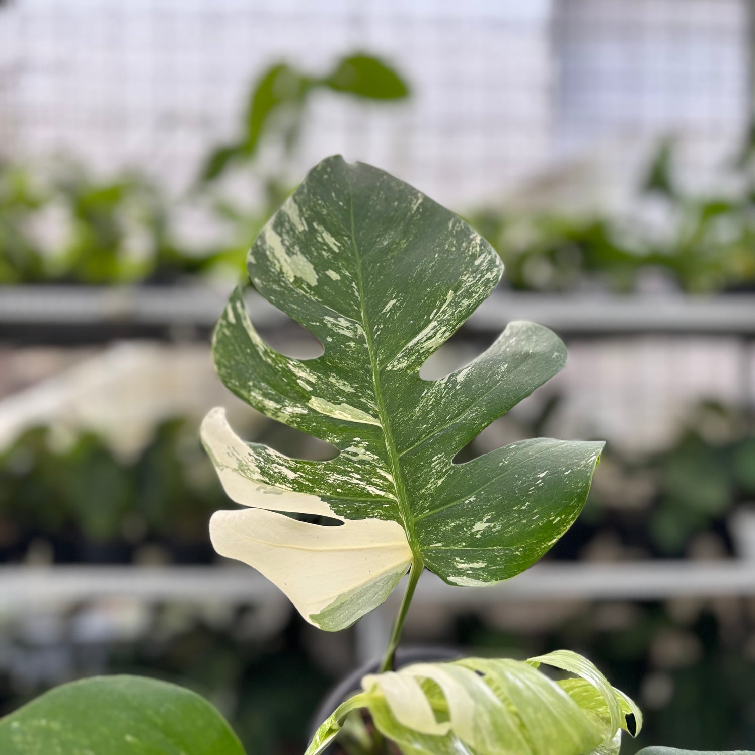 RP4-10 Monstera Albo Variegated