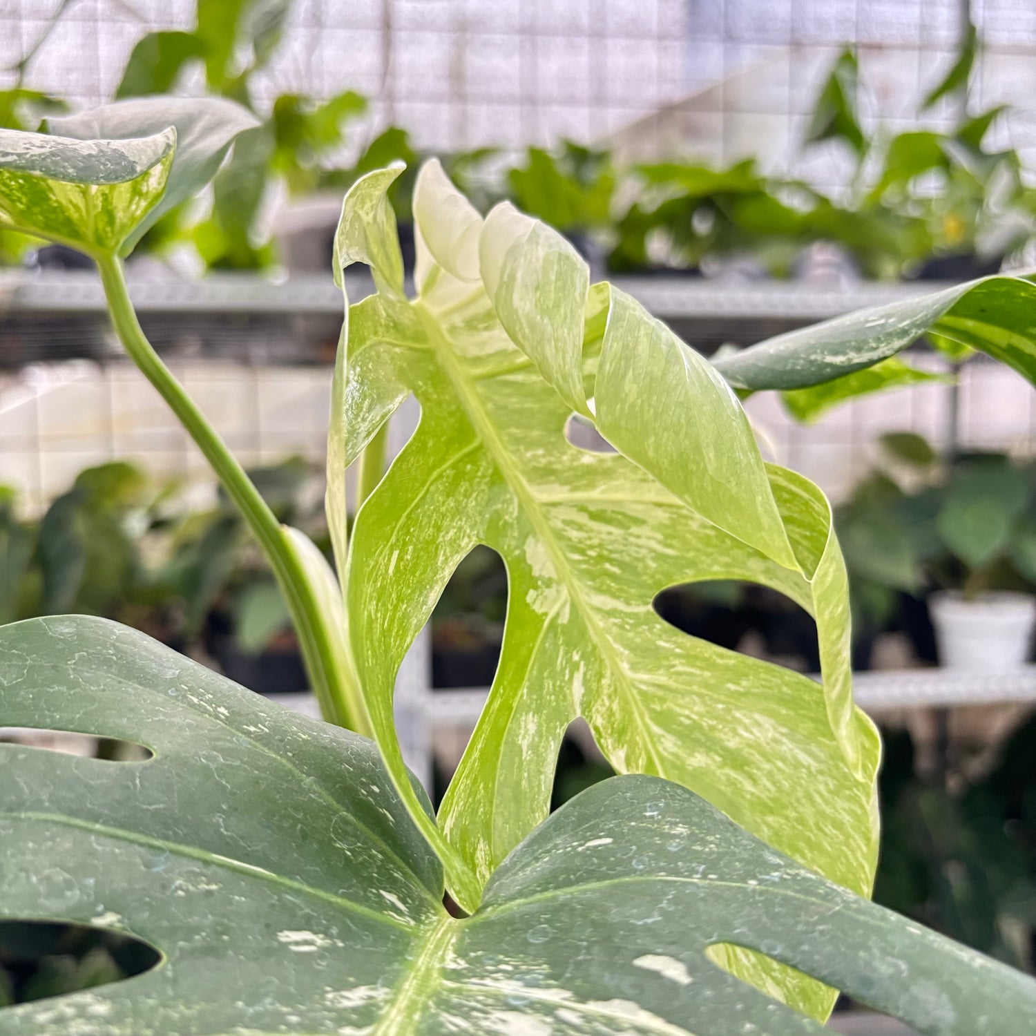 RP4-10 Monstera Albo Variegated
