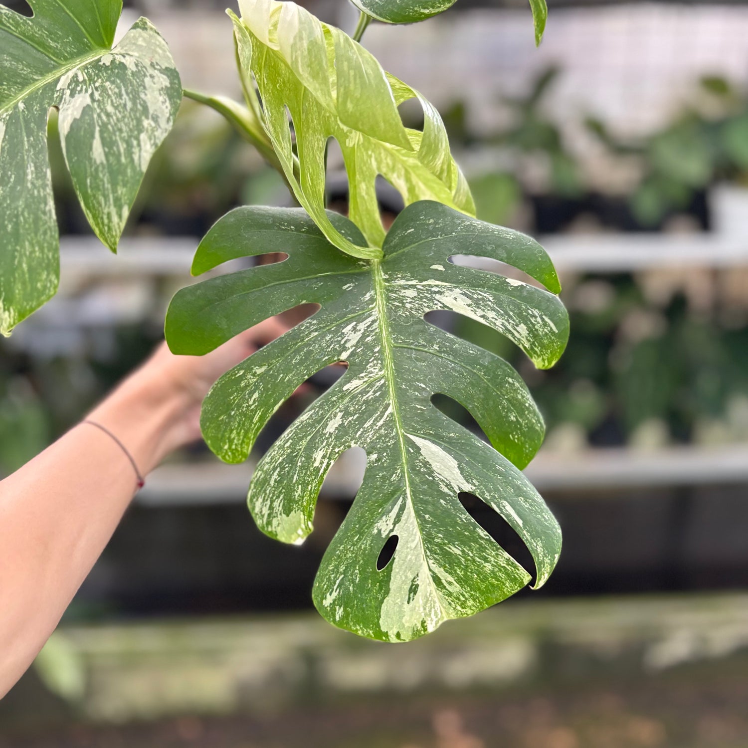 RP4-10 Monstera Albo Variegated