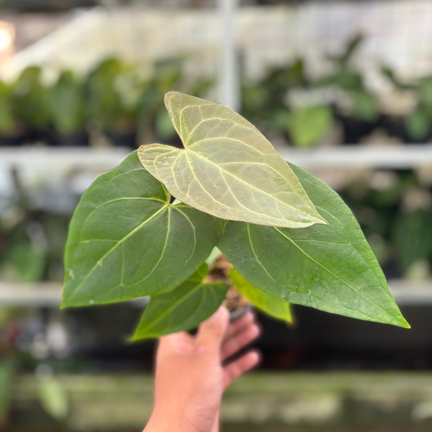 RP5-10 Anthurium Papillilaminum x Portilae
