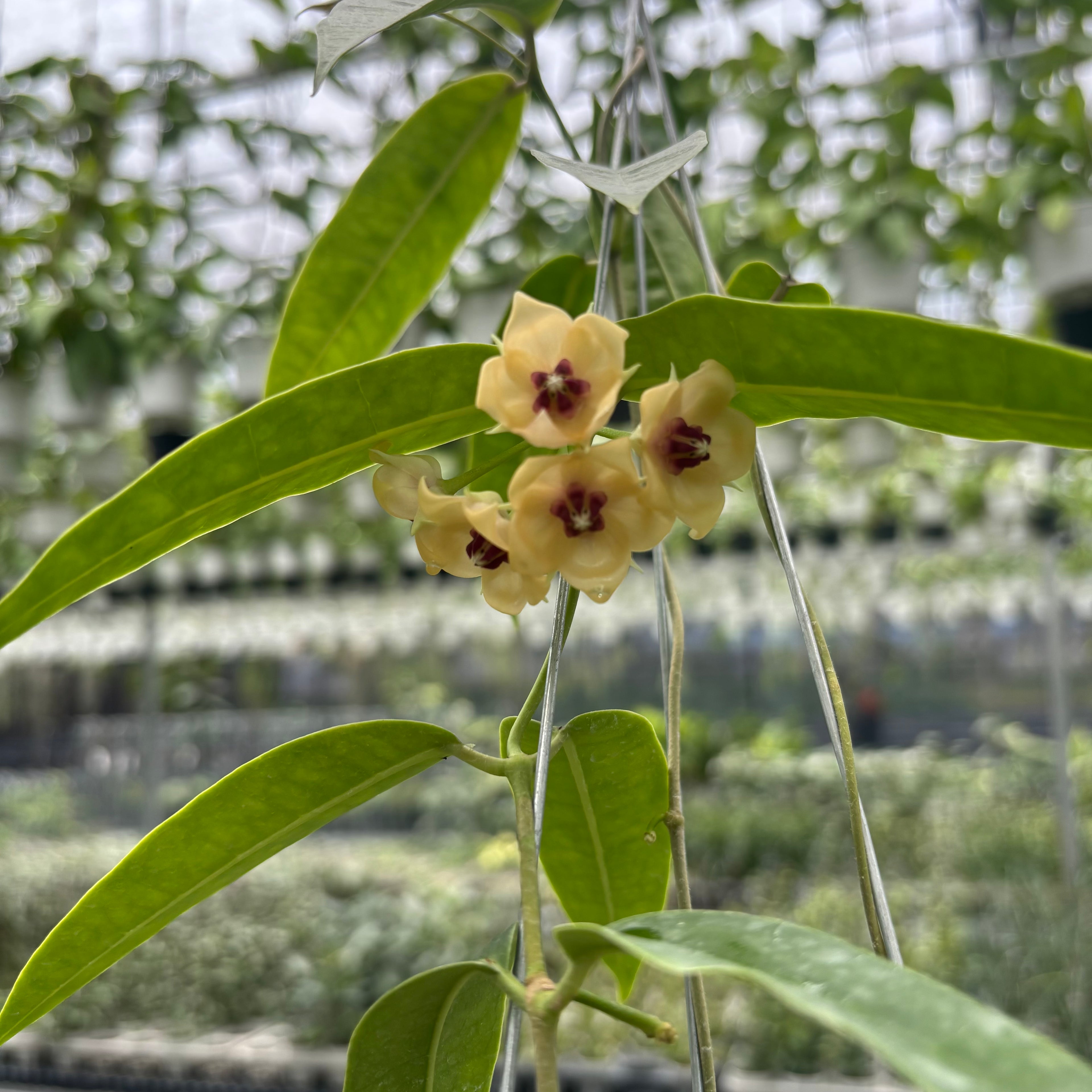 Hoya Surisana "Orange" VN-740