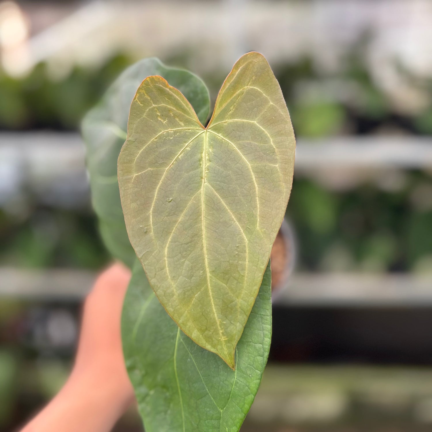 RP5-10 Anthurium Papillilaminum x Portilae