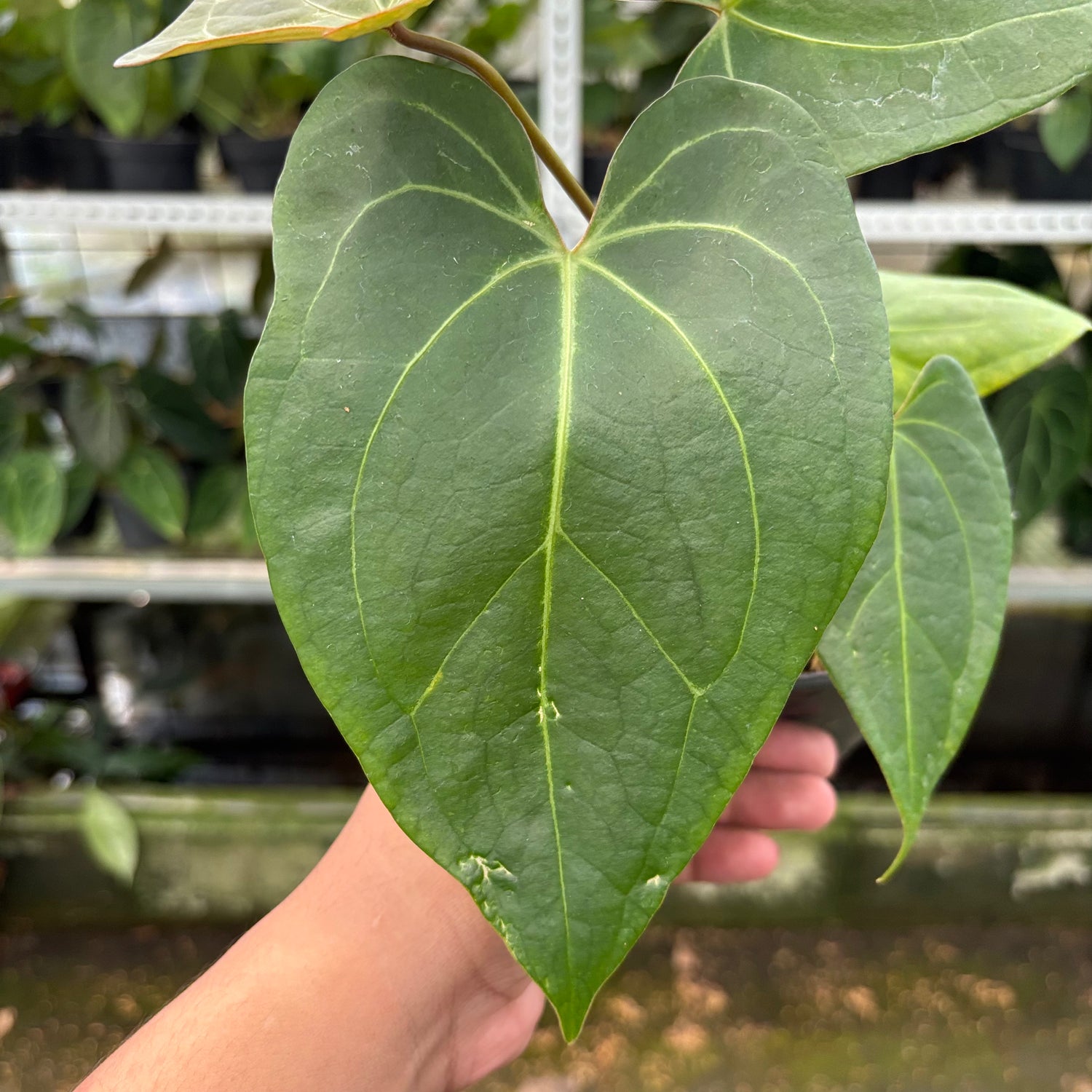 RP5-10 Anthurium Papillilaminum x Portilae