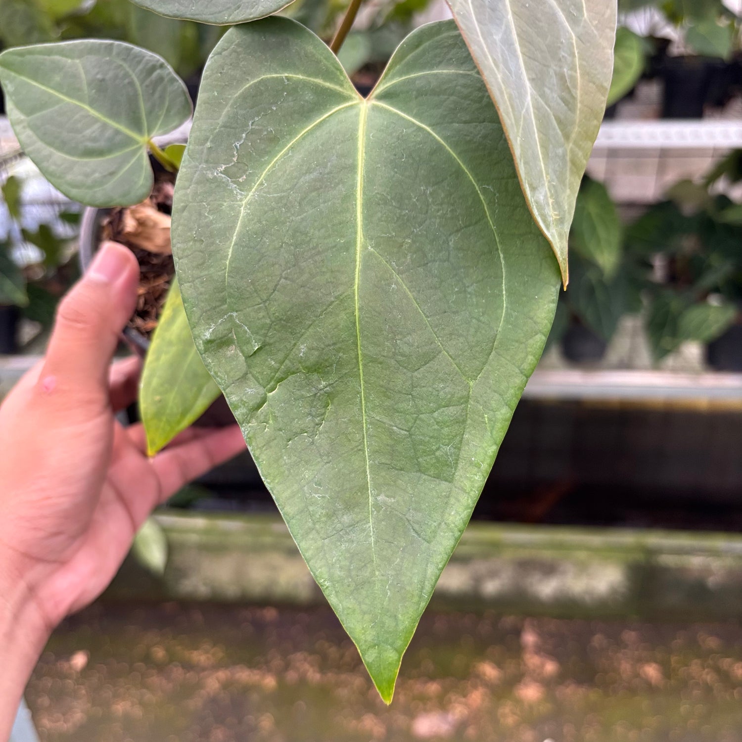 RP5-10 Anthurium Papillilaminum x Portilae