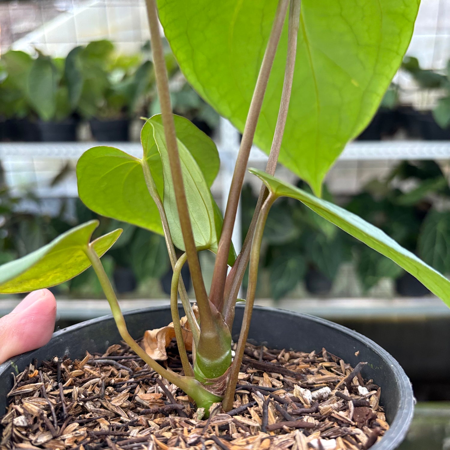 RP5-10 Anthurium Papillilaminum x Portilae