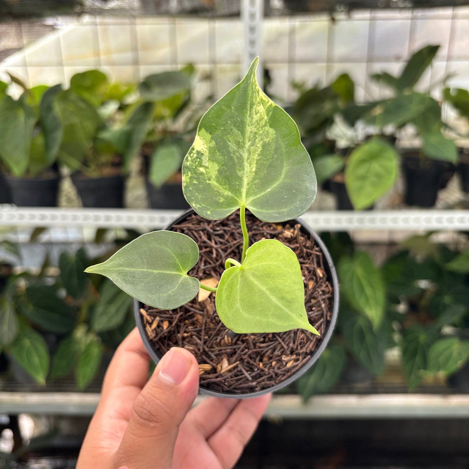 RP6-10 Anthurium Clarinervium Variegated seed Cebres