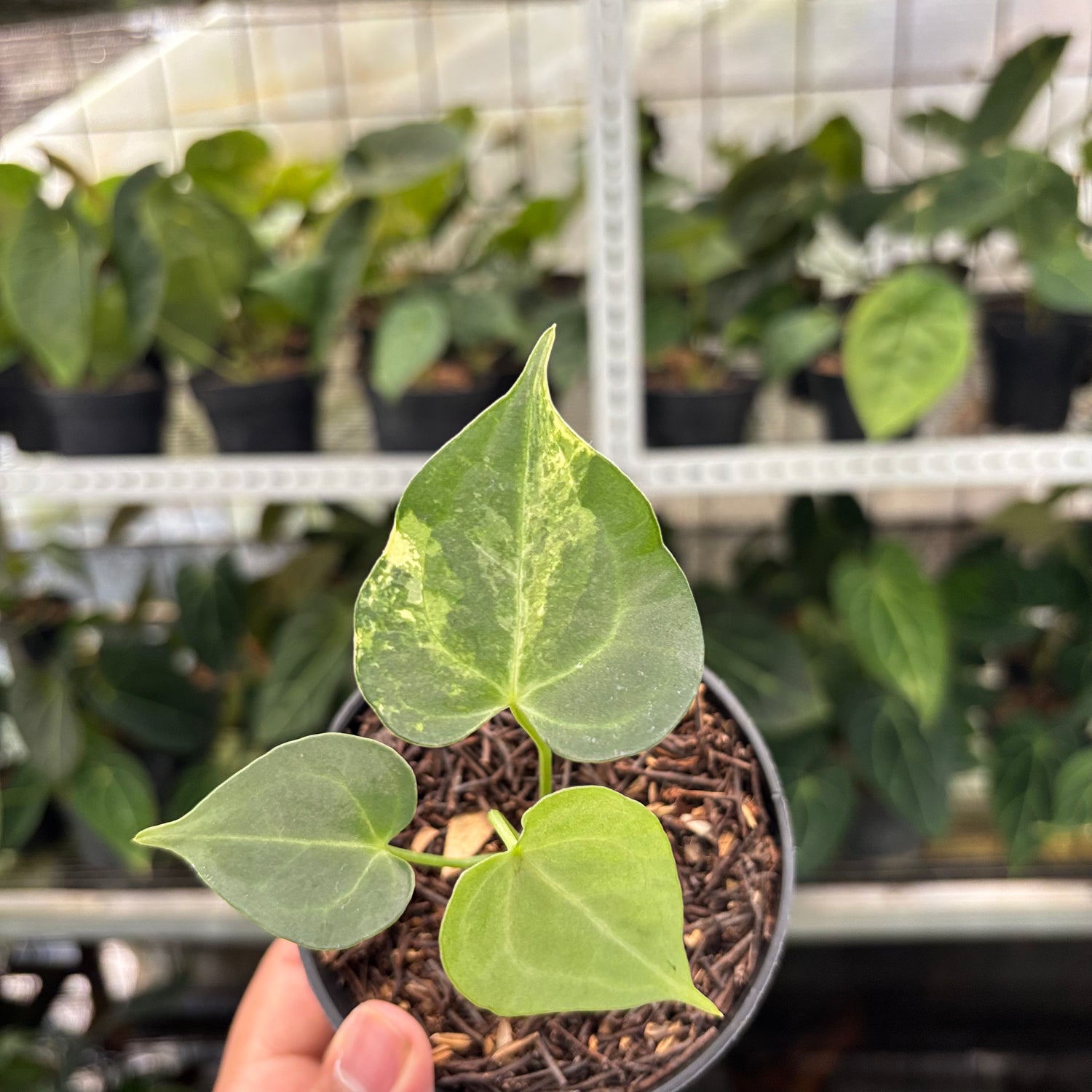 RP6-10 Anthurium Clarinervium Variegated seed Cebres