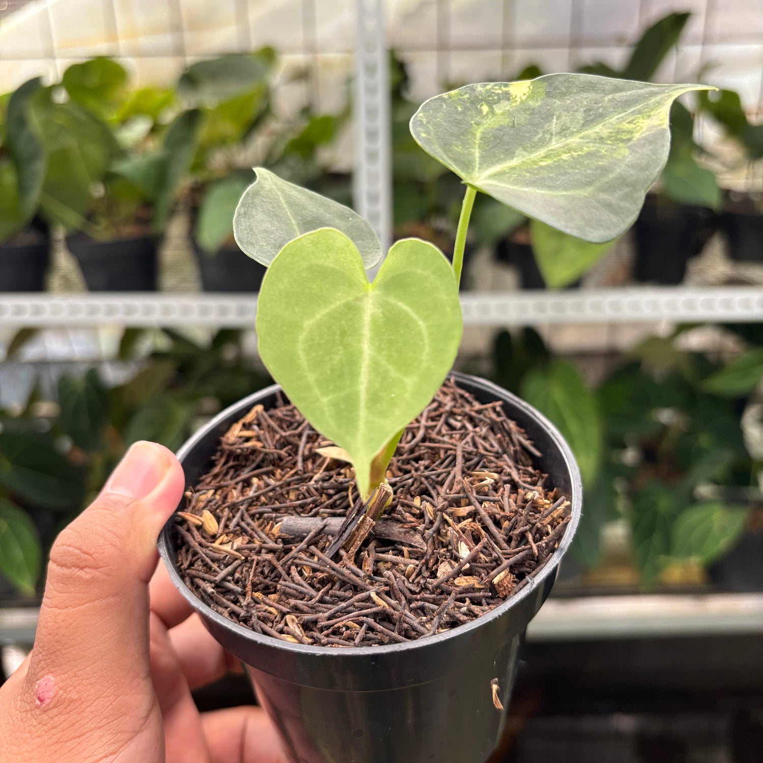 RP6-10 Anthurium Clarinervium Variegated seed Cebres