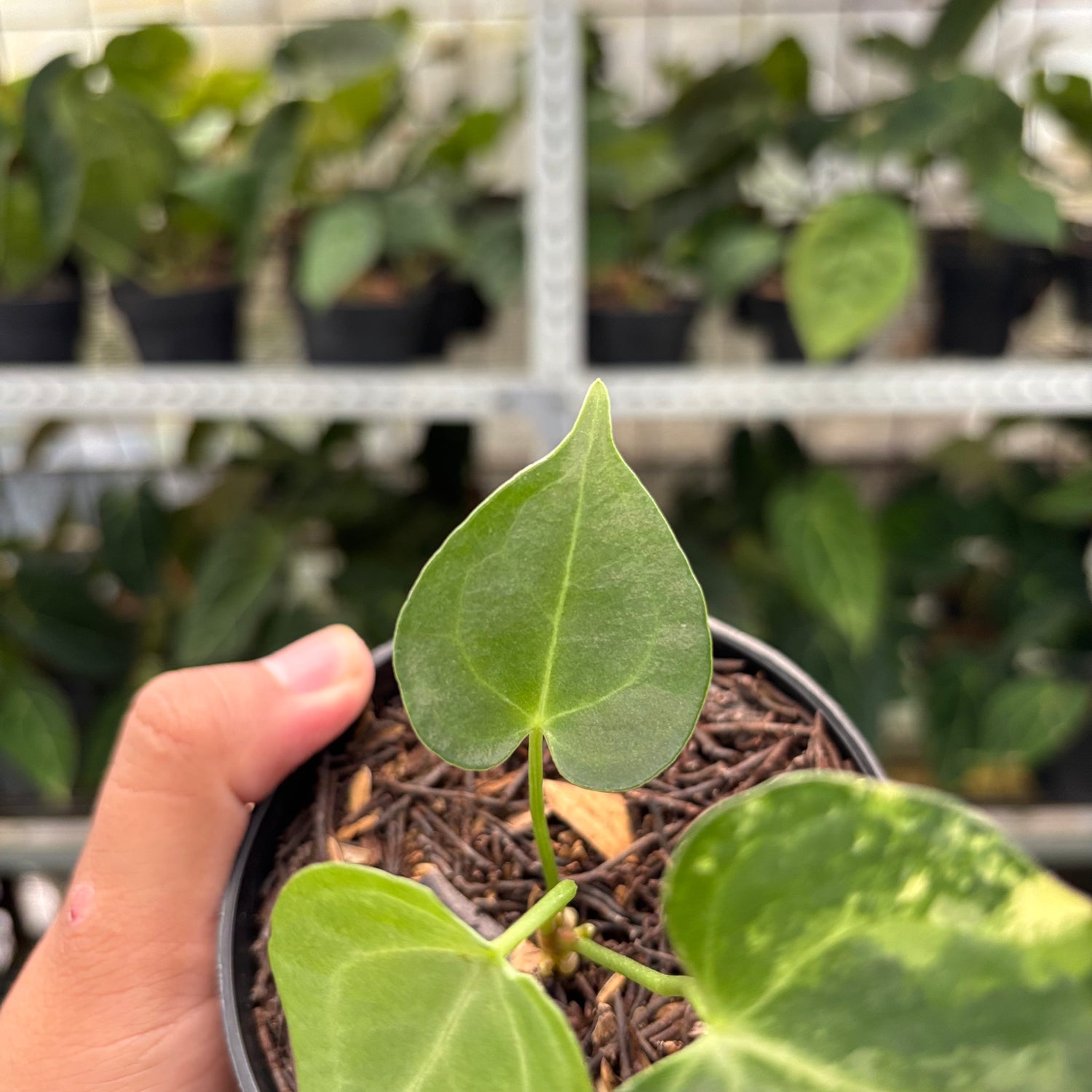 RP6-10 Anthurium Clarinervium Variegated seed Cebres