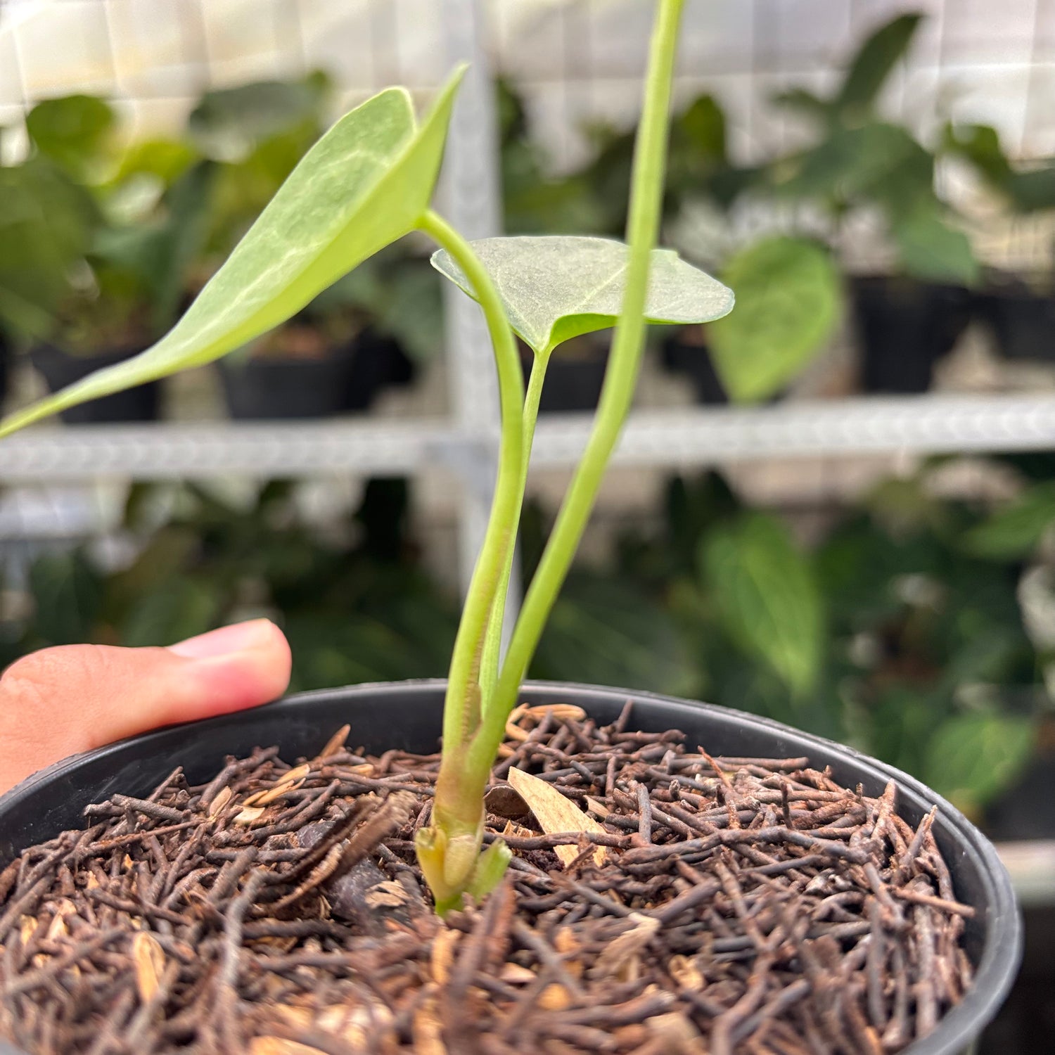 RP6-10 Anthurium Clarinervium Variegated seed Cebres