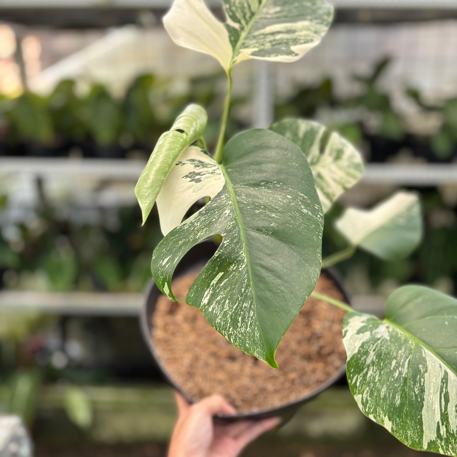 RP7-10 Monstera Albo Variegated