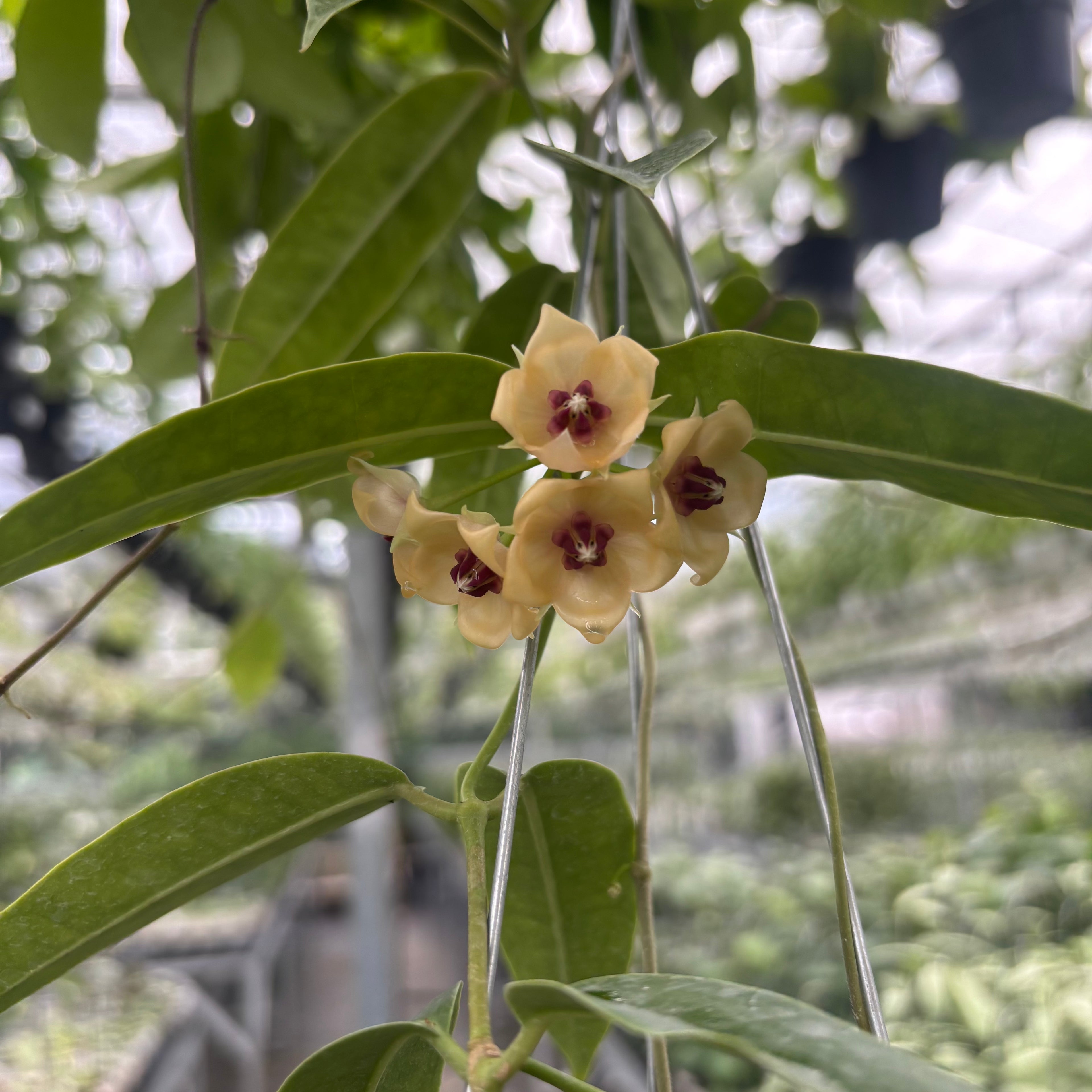 Hoya Surisana "Orange" VN-740