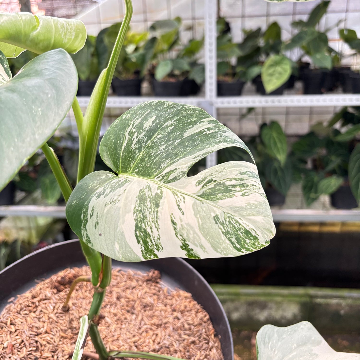 RP7-10 Monstera Albo Variegated