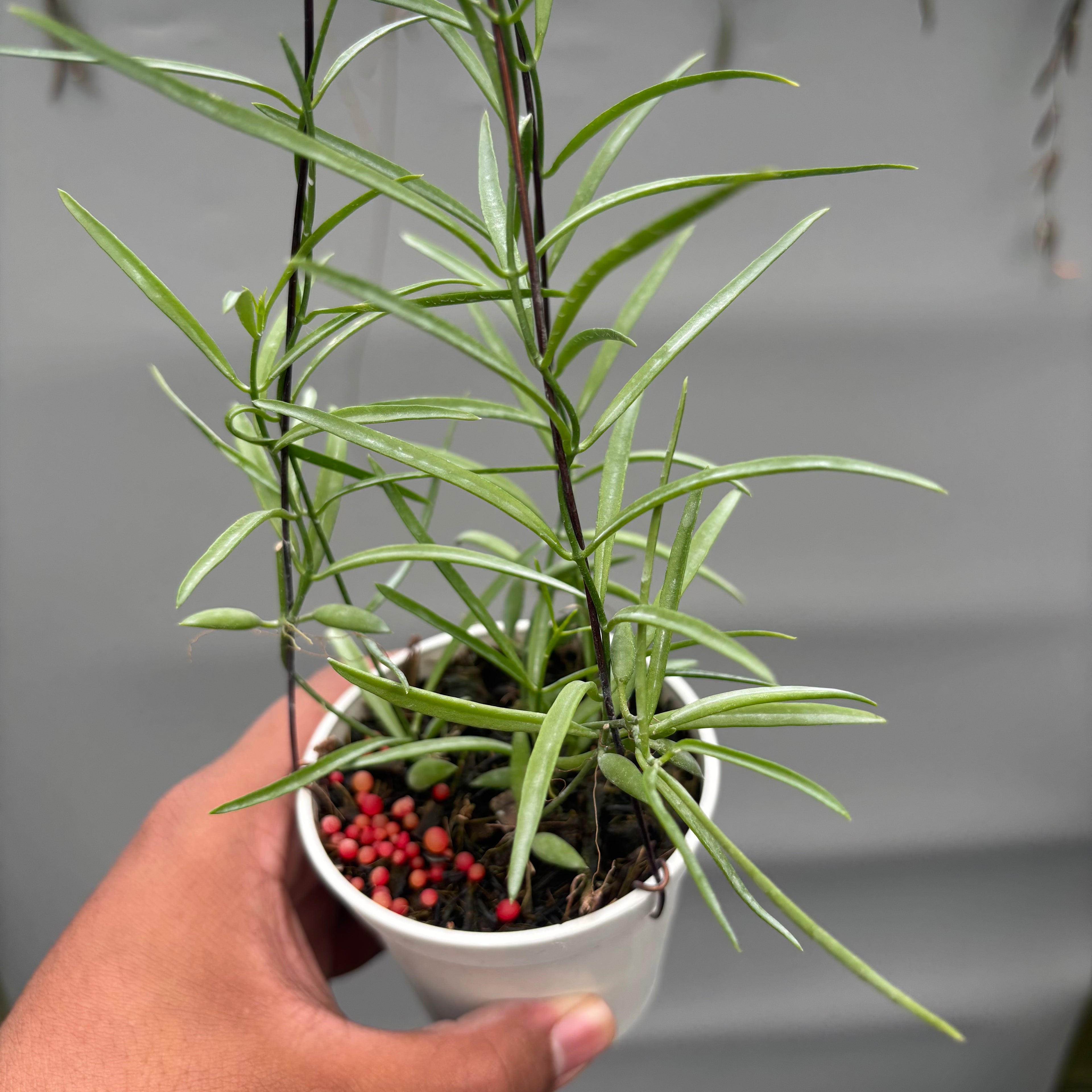 Hoya Disc. Sp. Papua "VN-733"