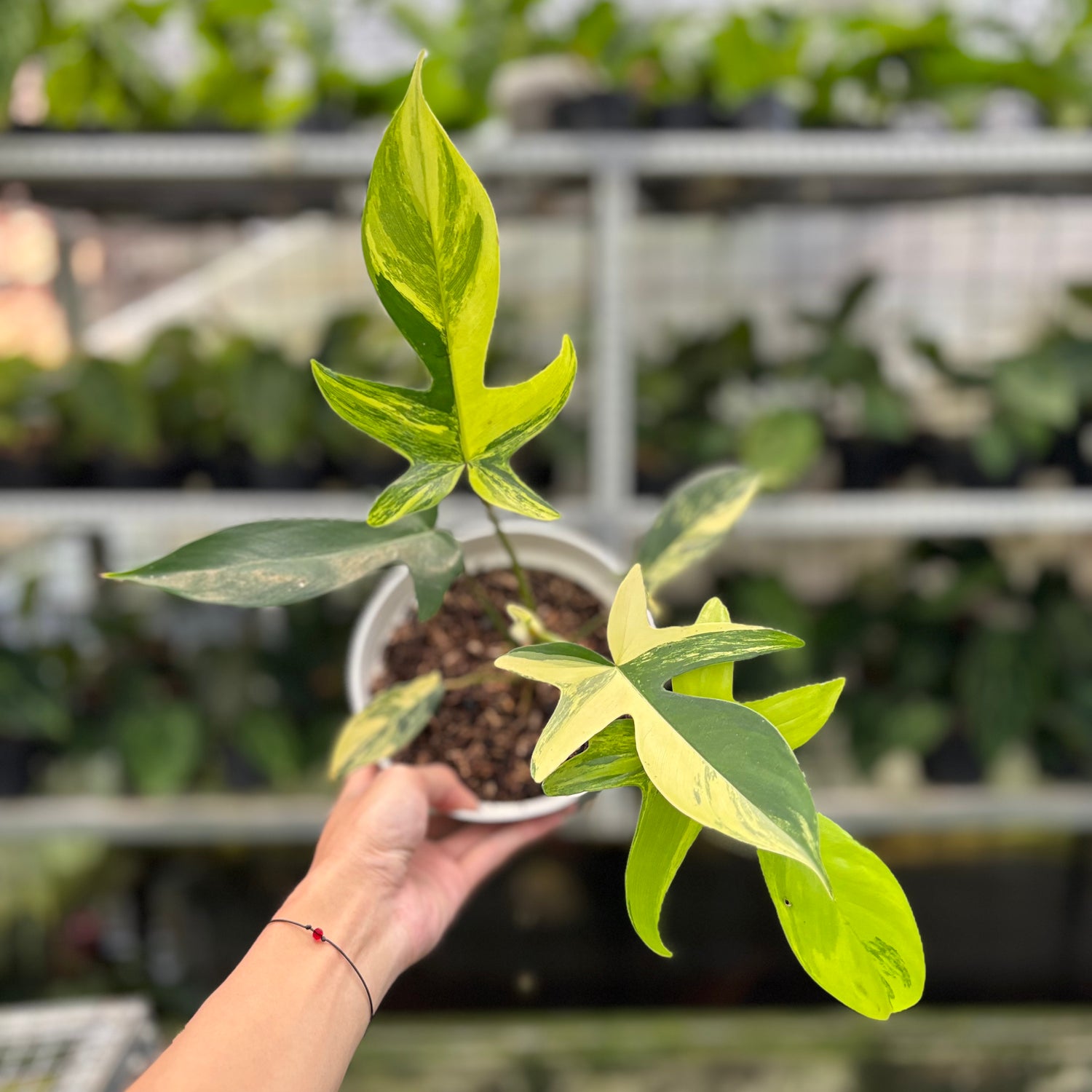 RP8-10 Philodendron Florida Beauty