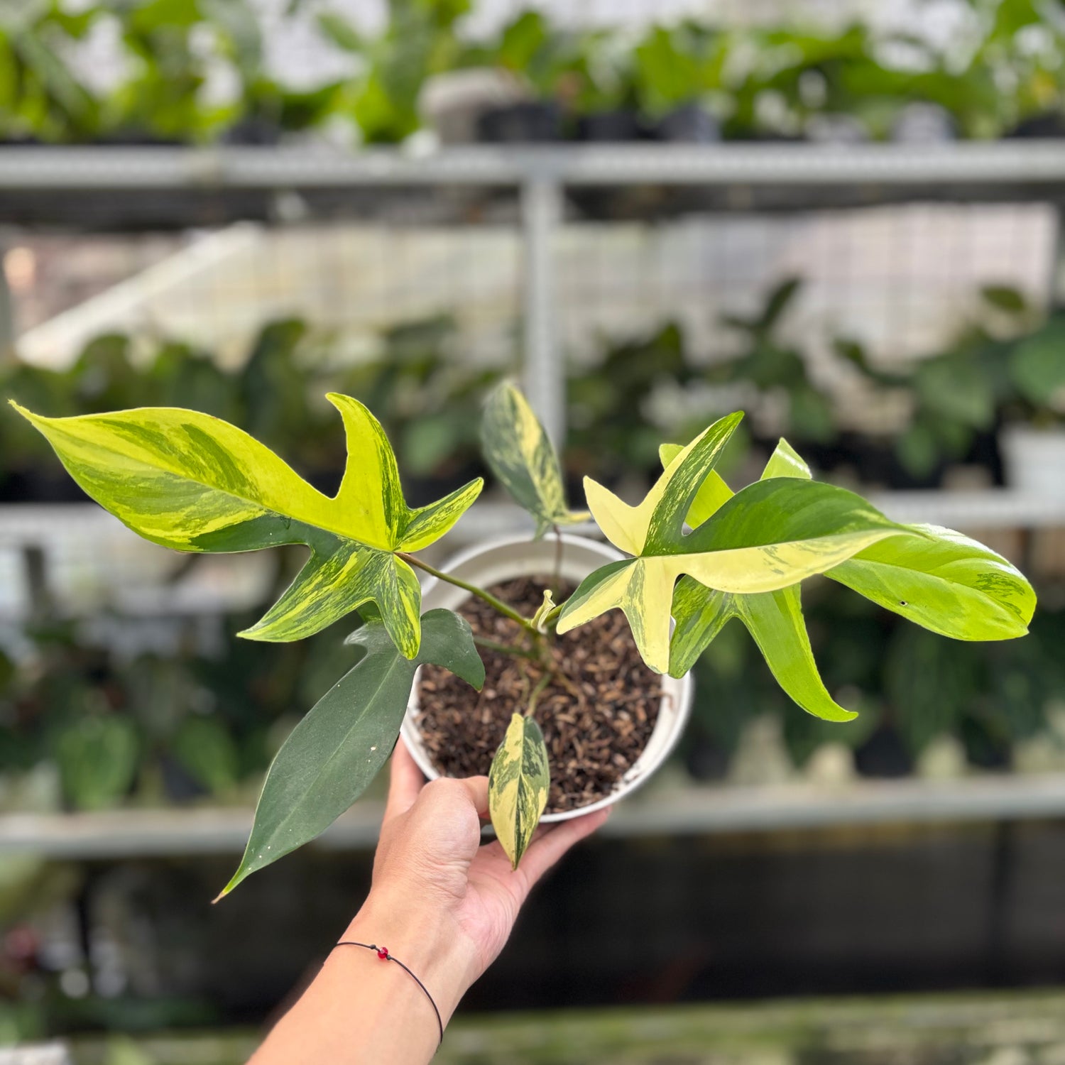 RP8-10 Philodendron Florida Beauty