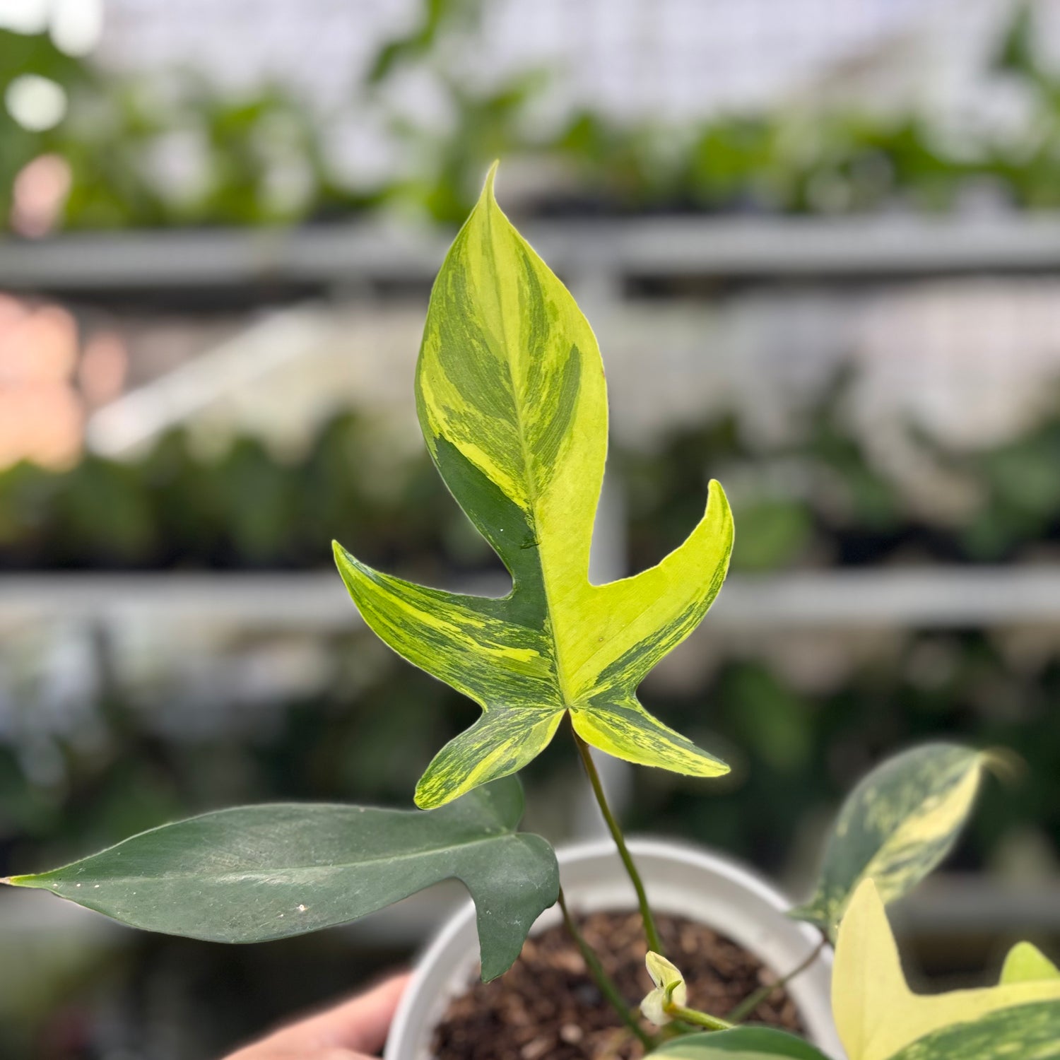 RP8-10 Philodendron Florida Beauty