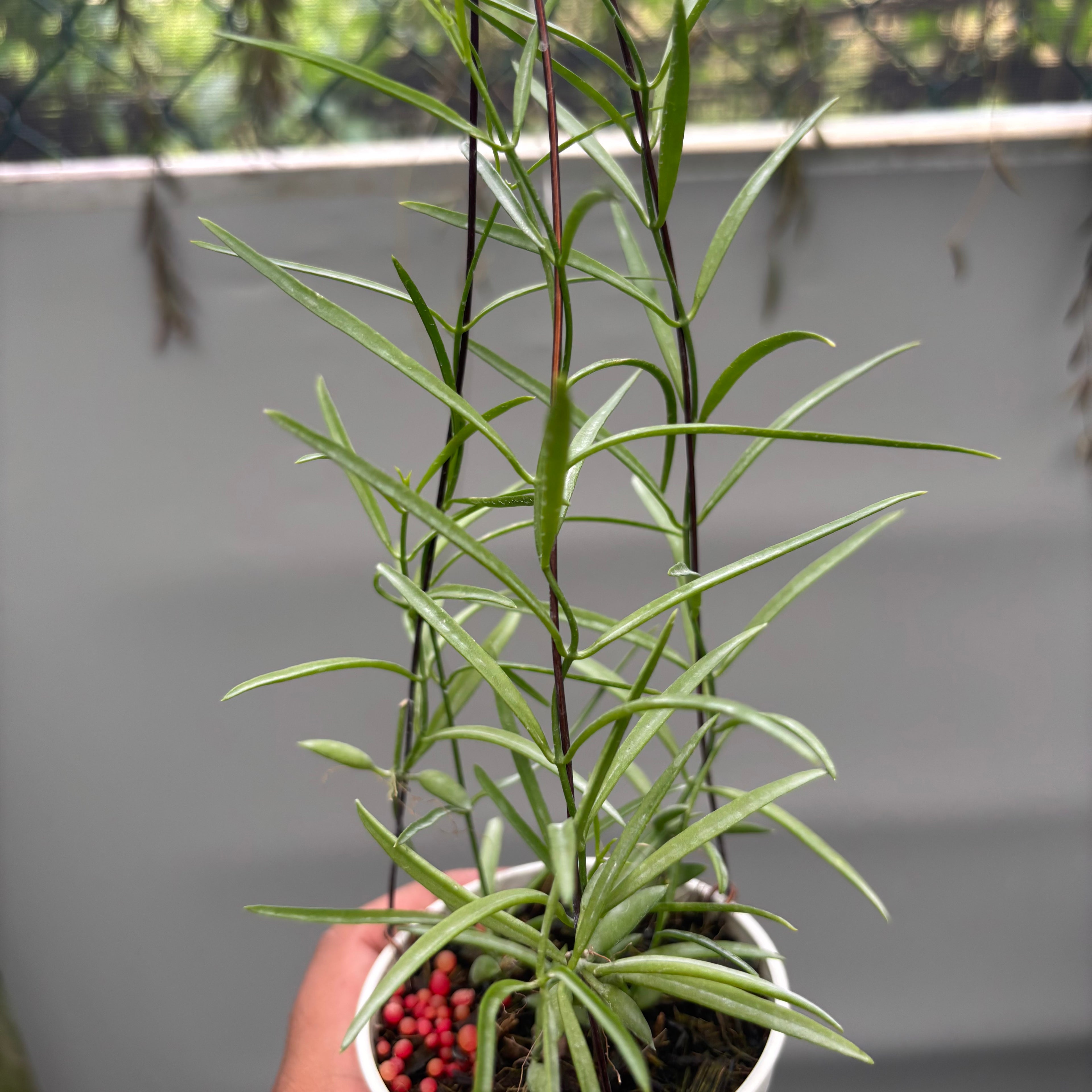 Hoya Disc. Sp. Papua "VN-733"