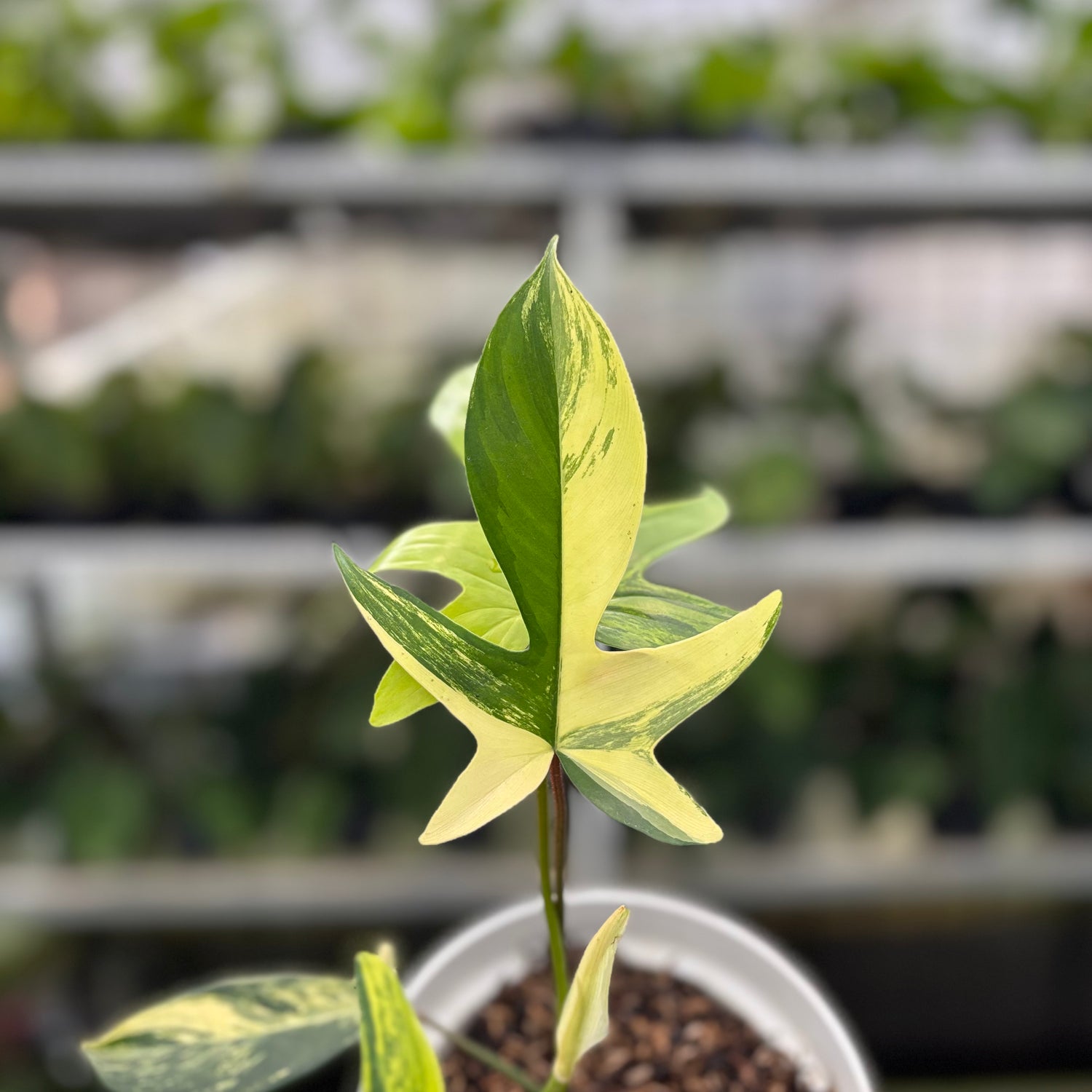 RP8-10 Philodendron Florida Beauty