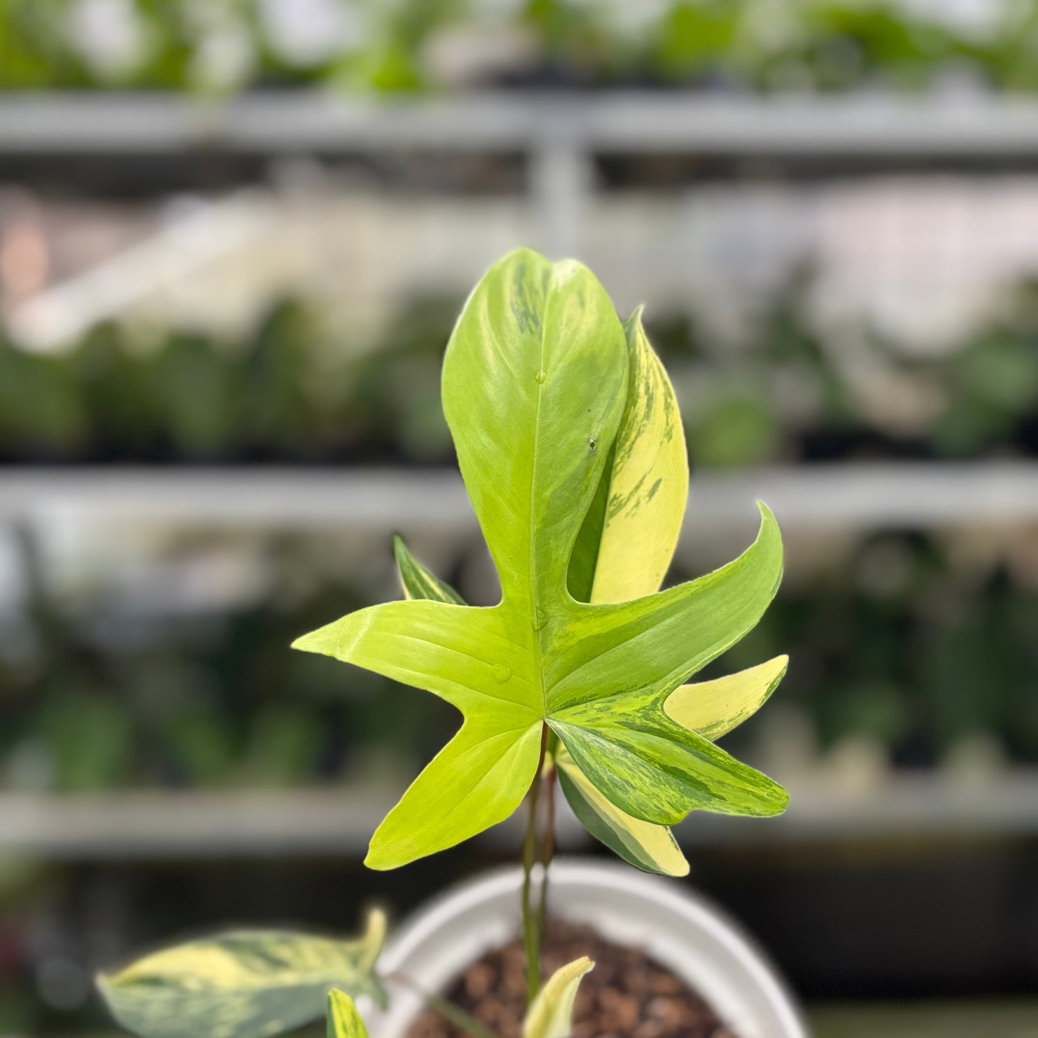 RP8-10 Philodendron Florida Beauty