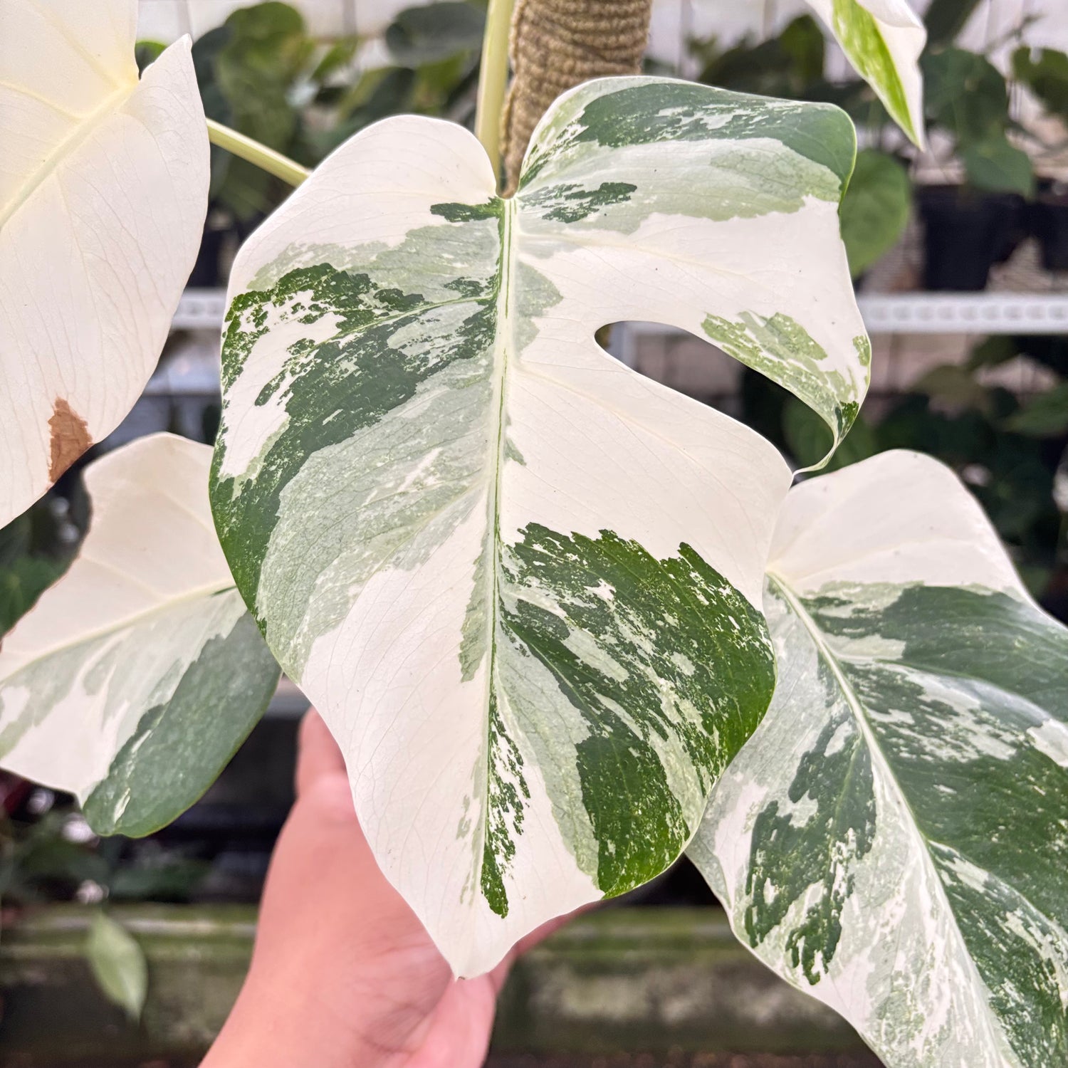 RP9-10 Monstera Albo White Tiger