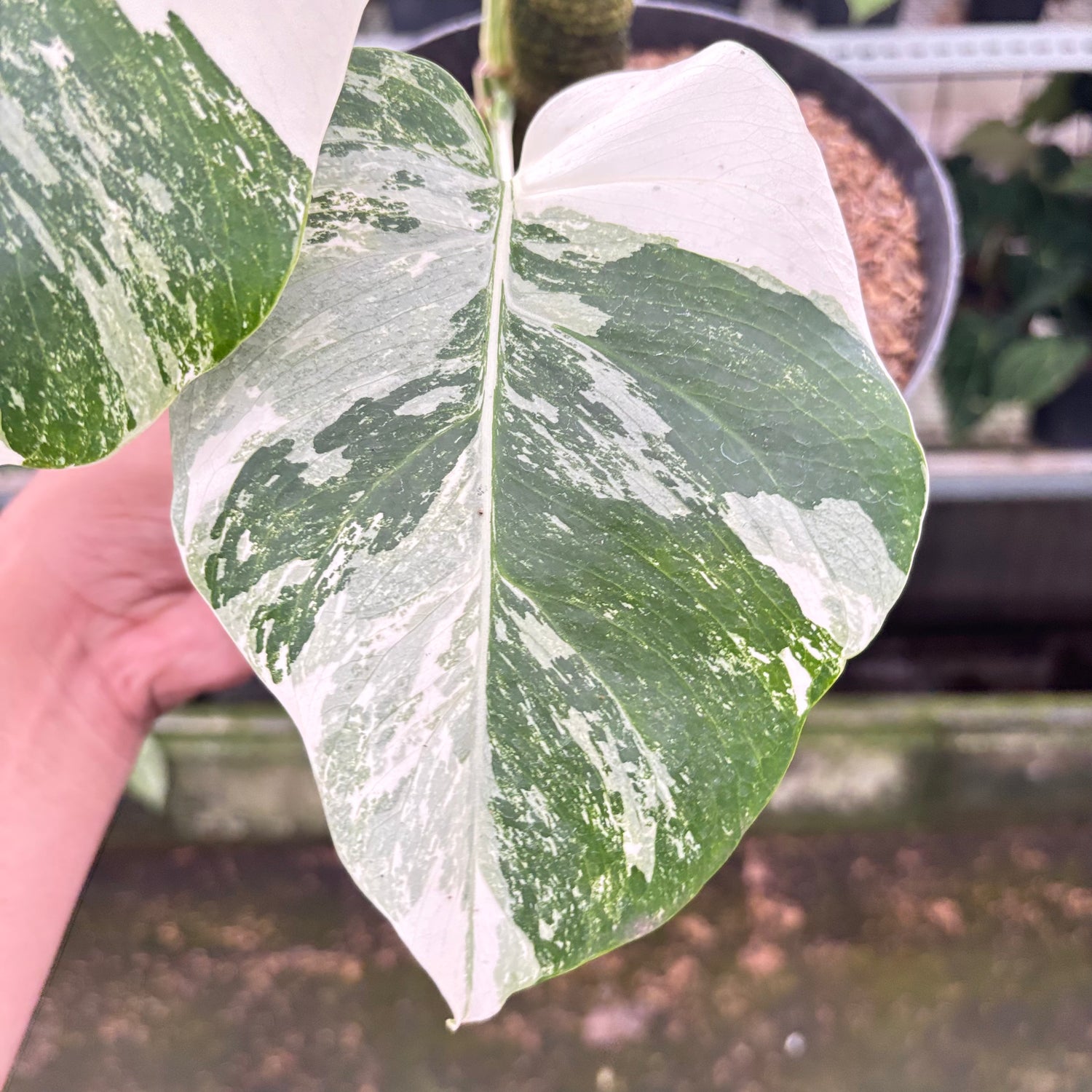 RP9-10 Monstera Albo White Tiger