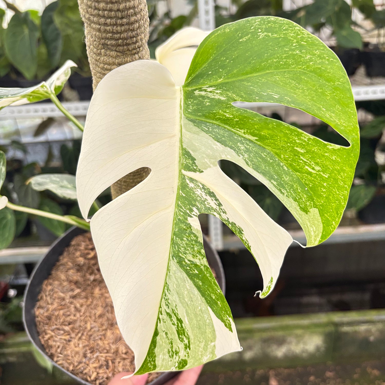 RP9-10 Monstera Albo White Tiger