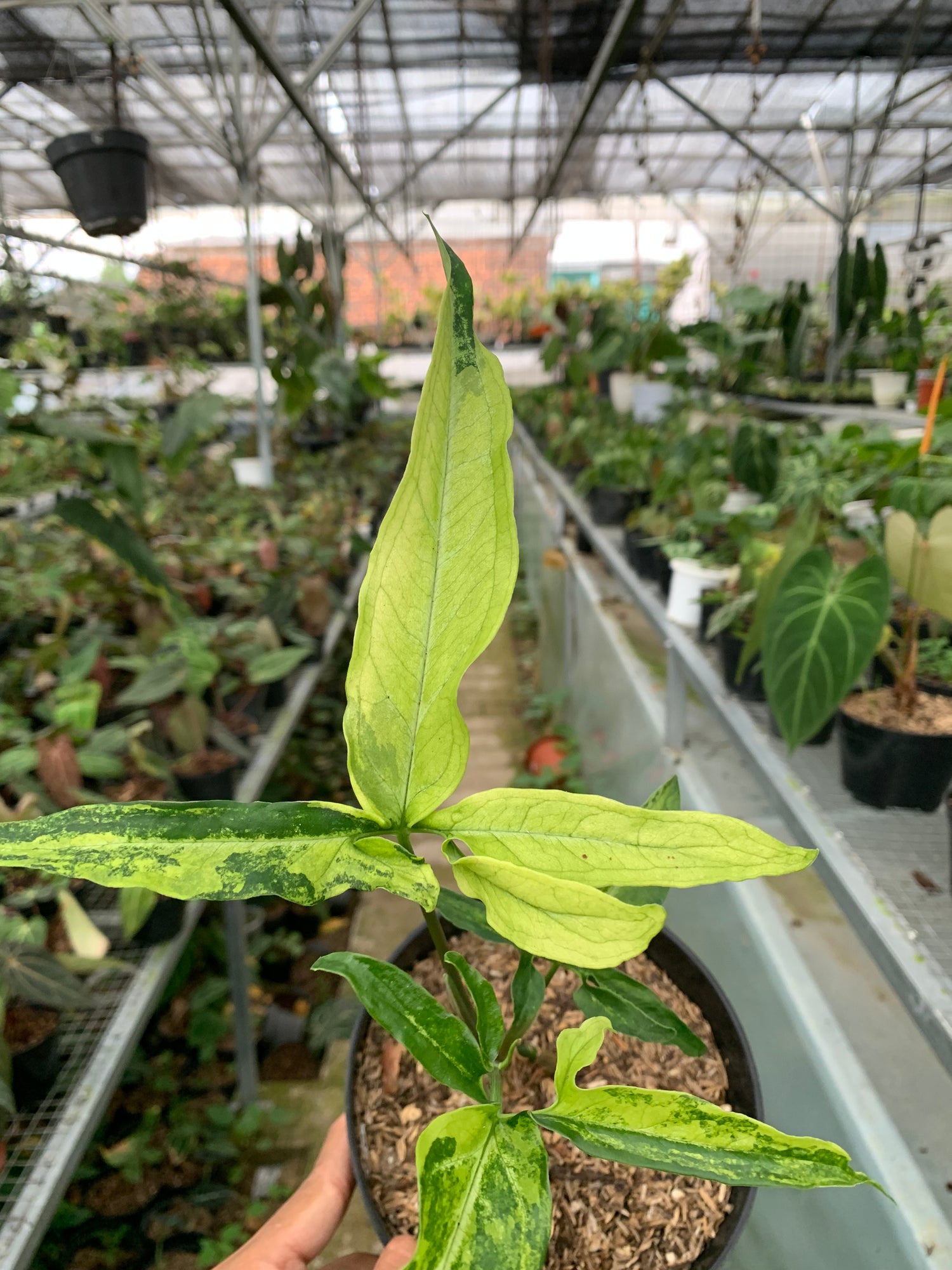 Syngonium White Ribbon varigated