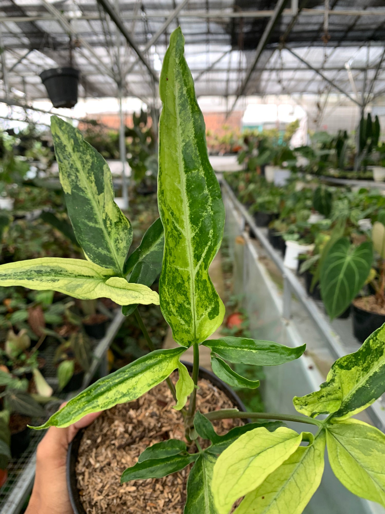 Syngonium White Ribbon varigated