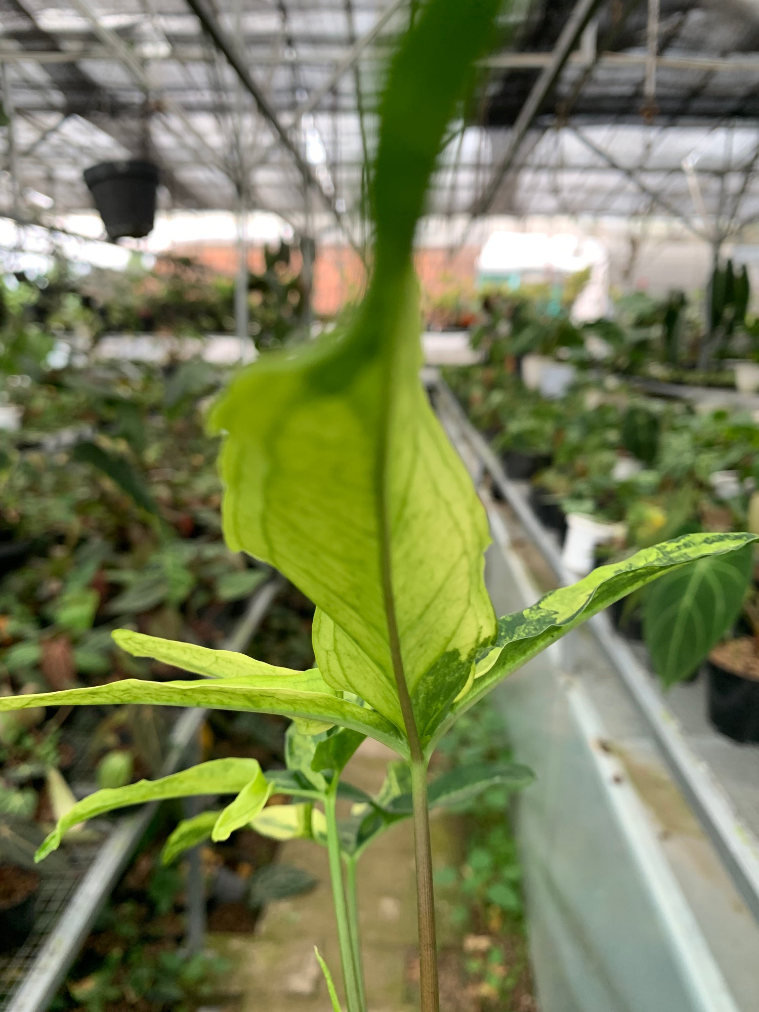 Syngonium White Ribbon varigated
