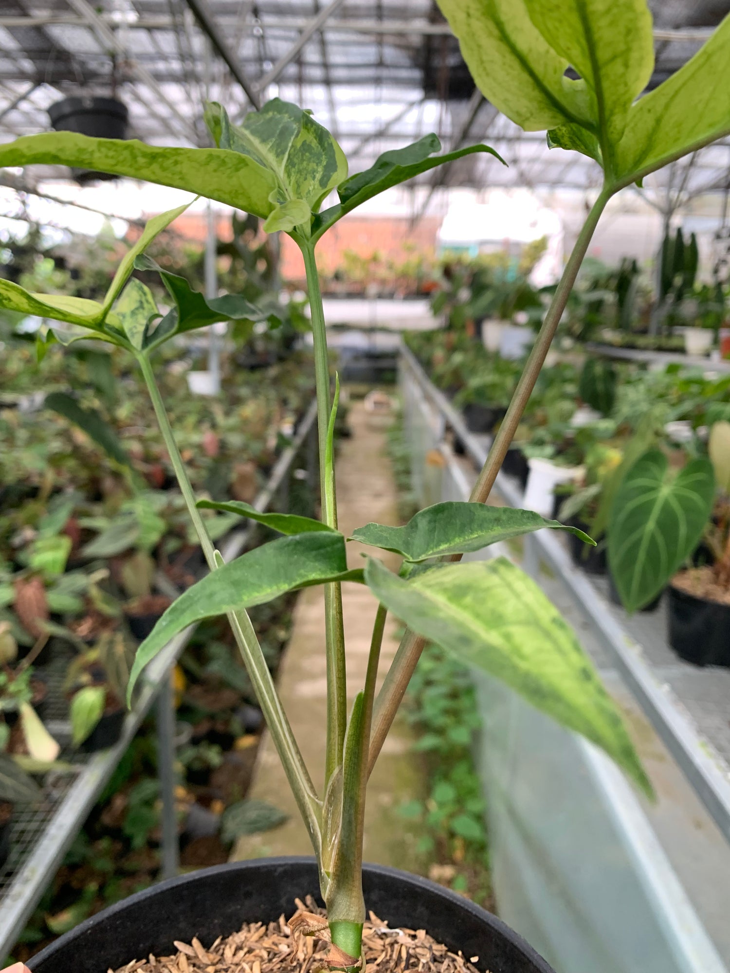 Syngonium White Ribbon varigated