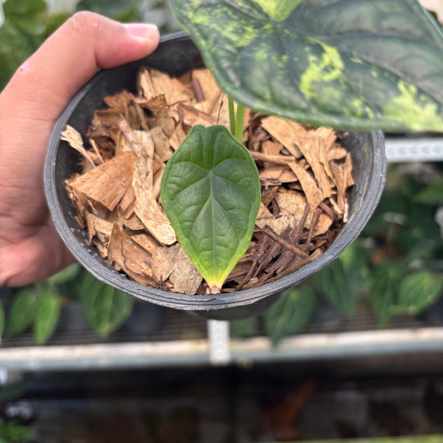 RP10-10 Alocasia Dragon Scale Variegated