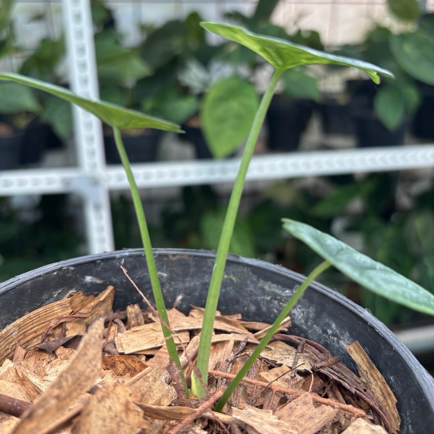 RP10-10 Alocasia Dragon Scale Variegated