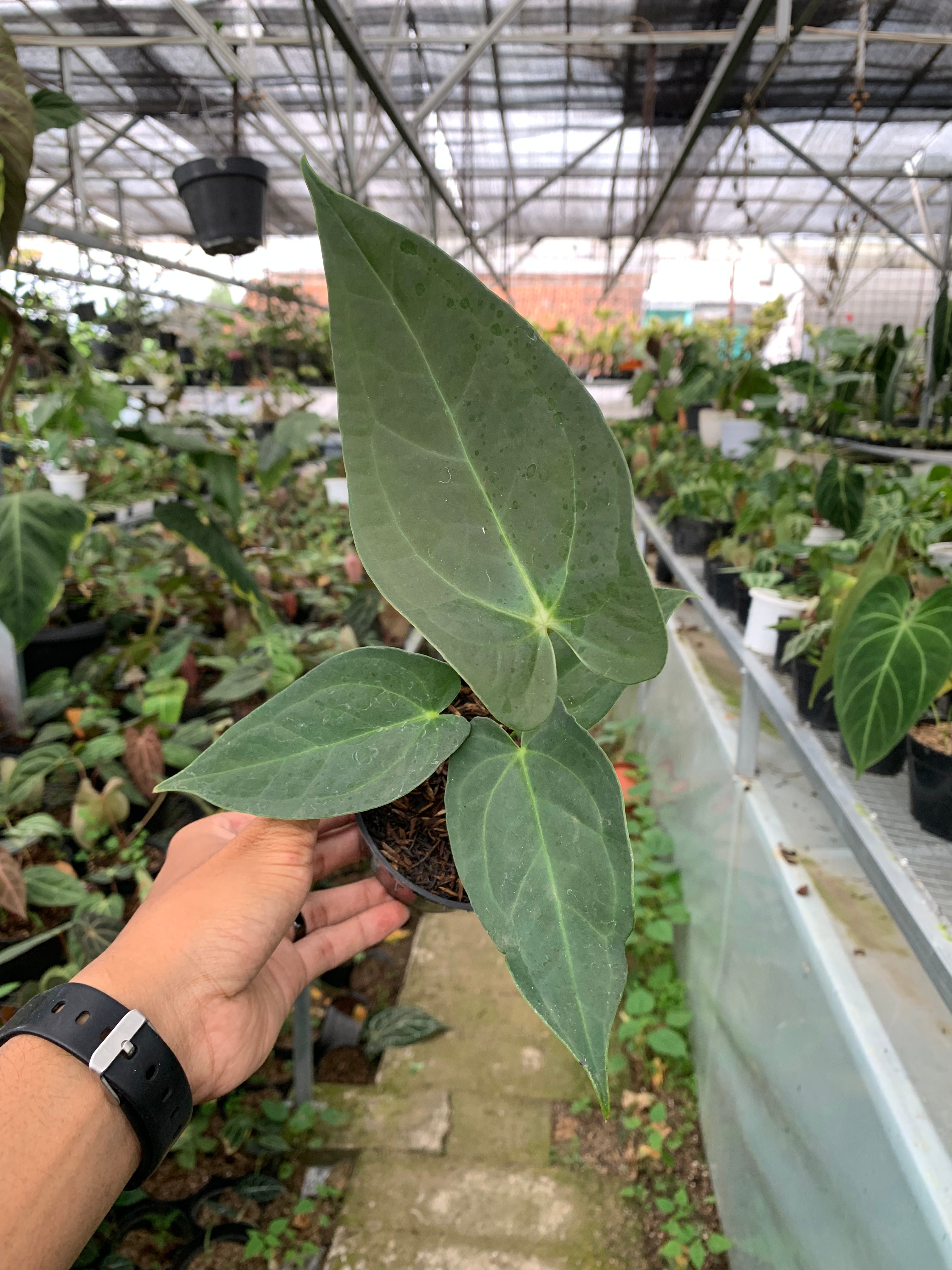 anthurium marmoratum for sale Anthurium Marmoratum x Papilaminum